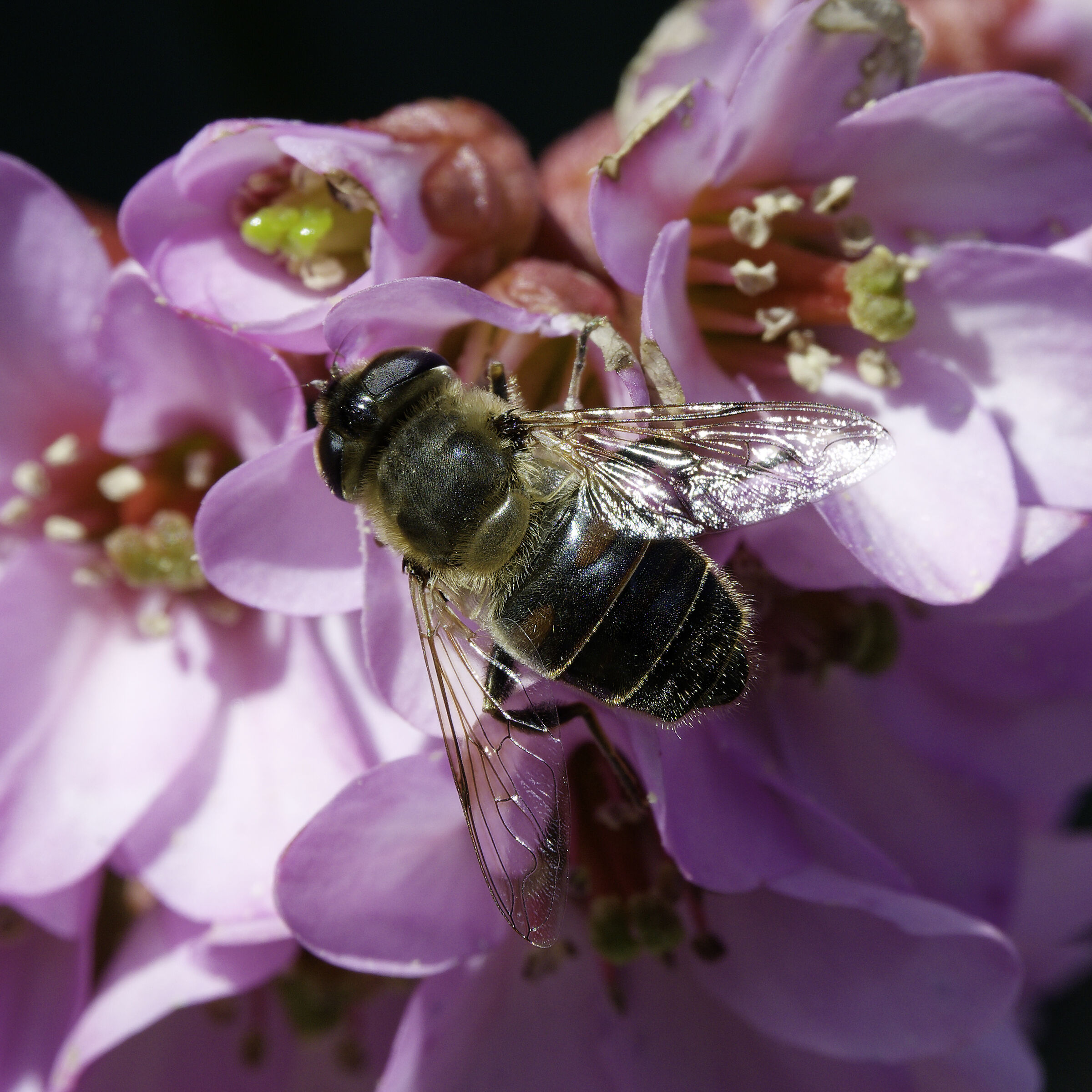 Bergenia with guest