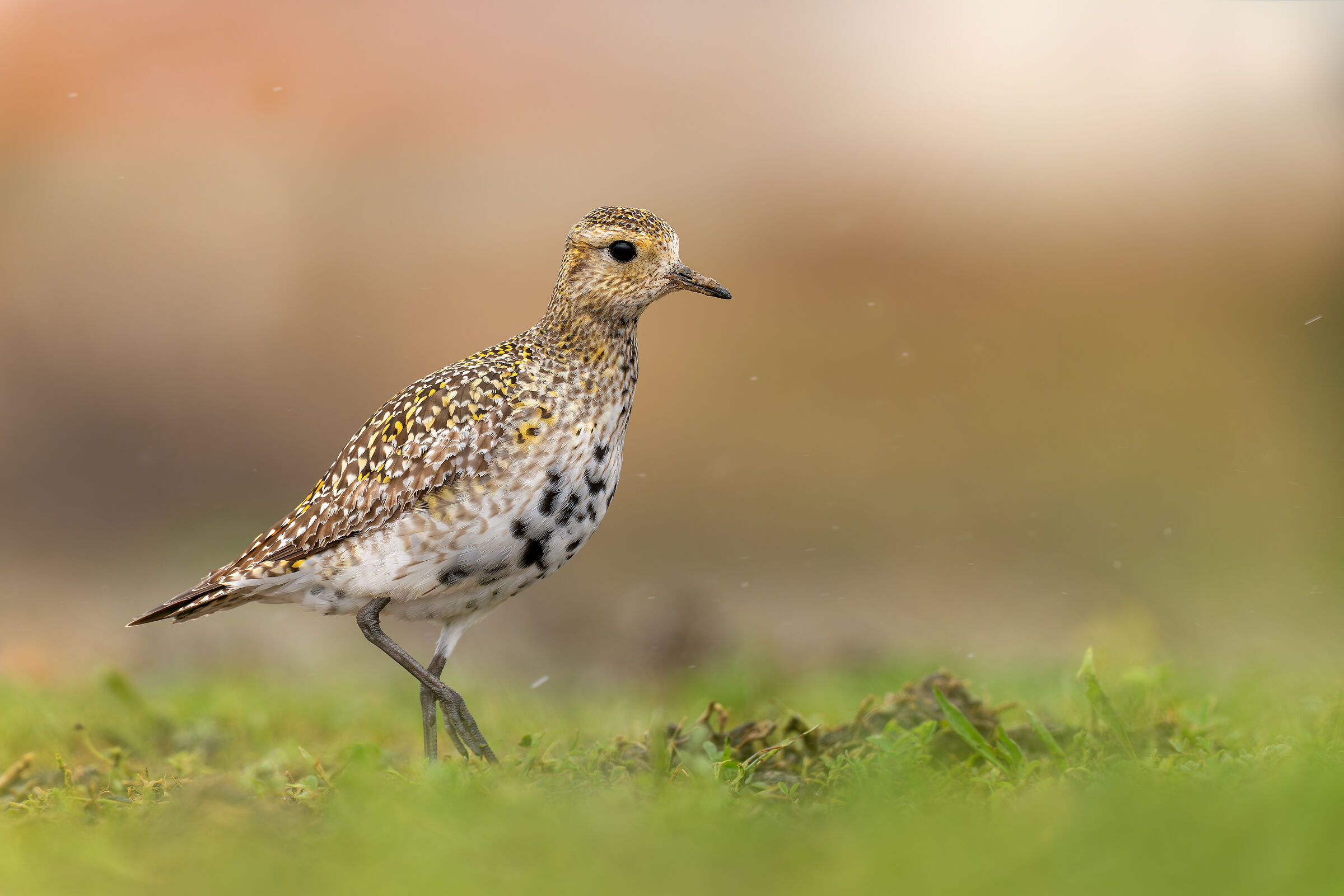 GOLDEN PLOVER