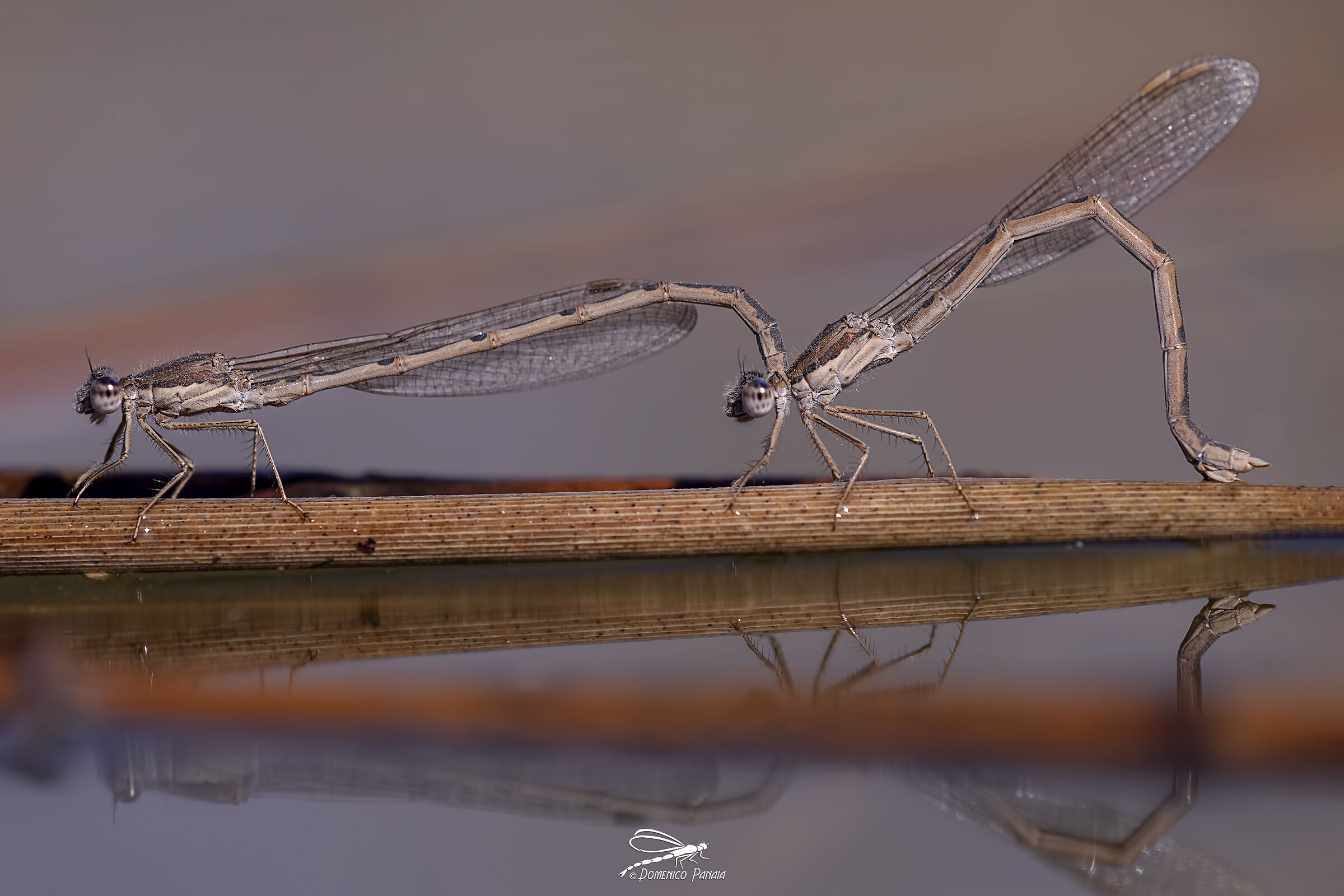 Sympecma Fusca