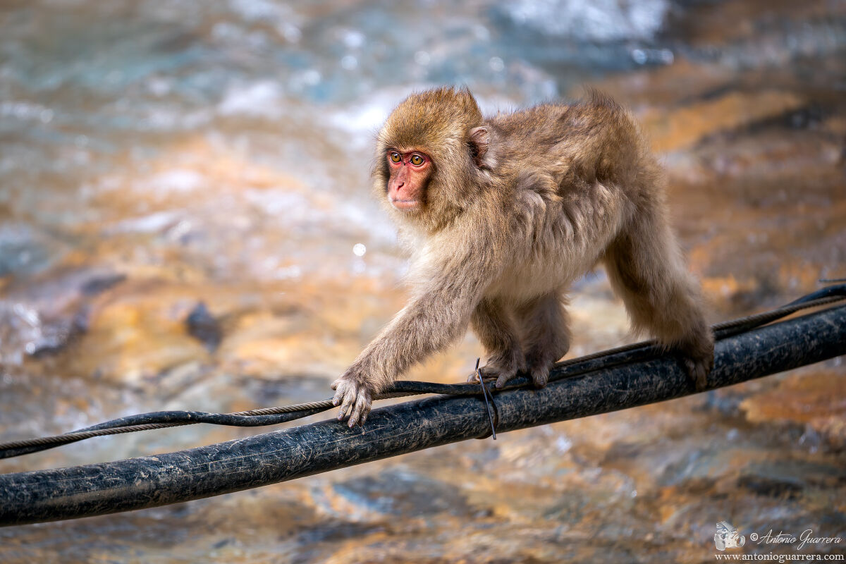 Snow monkey walking