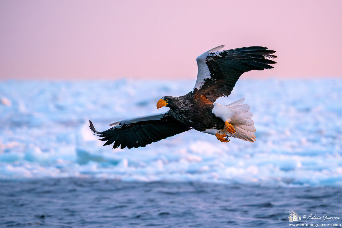 In disjointed flight
