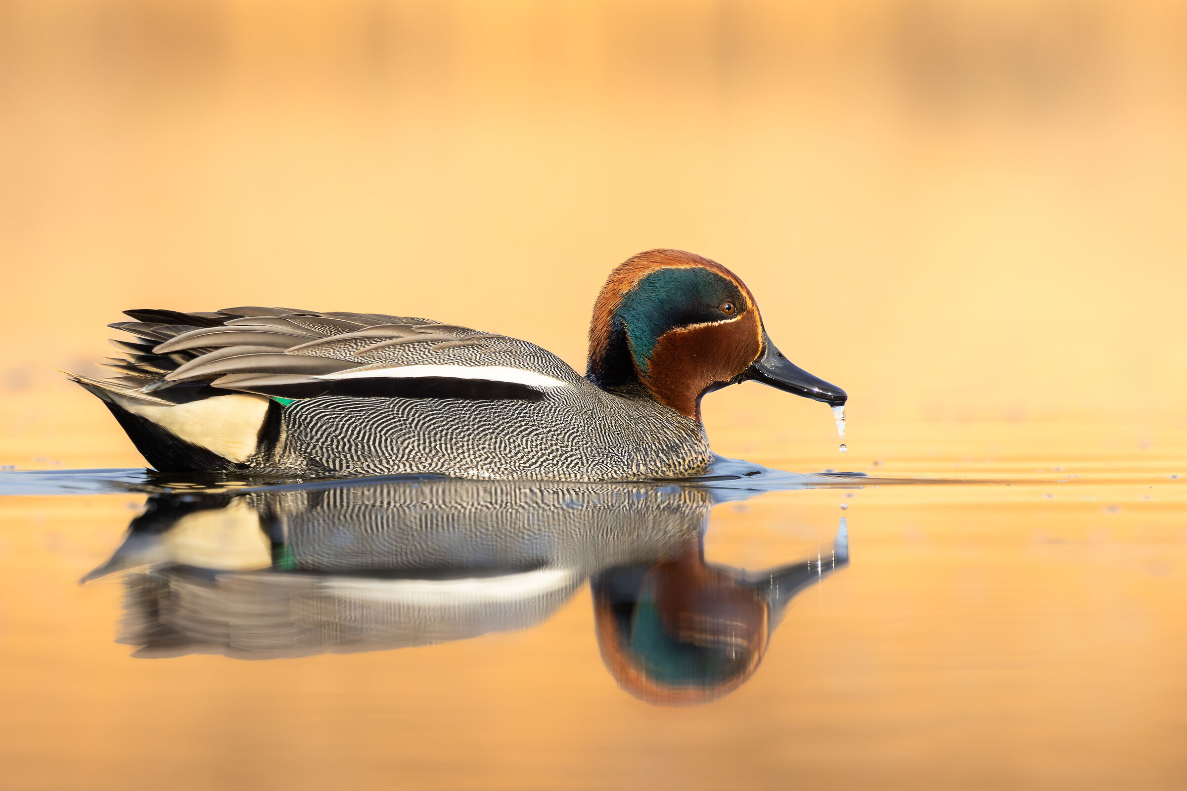 Teal