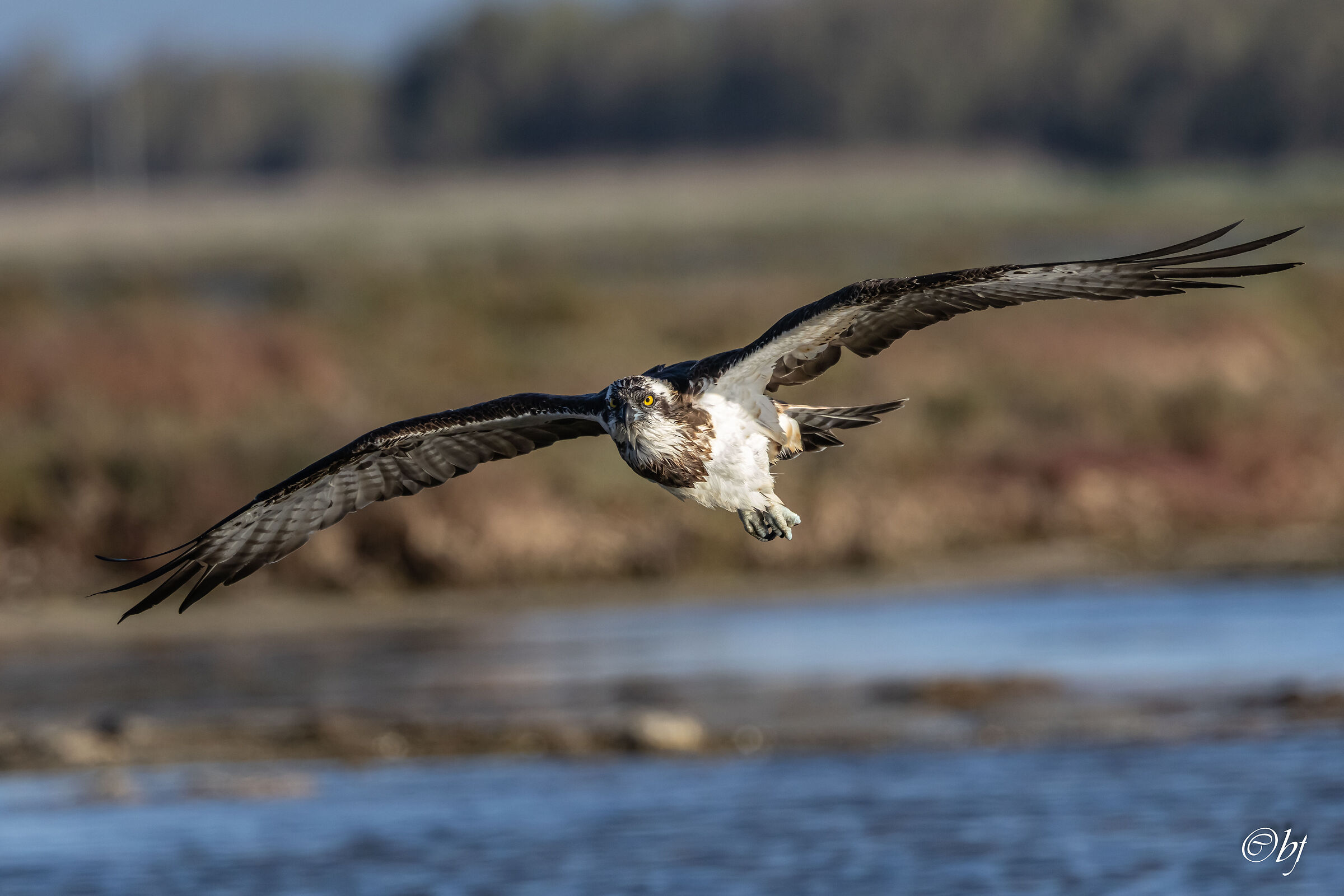 Falco Pescatore