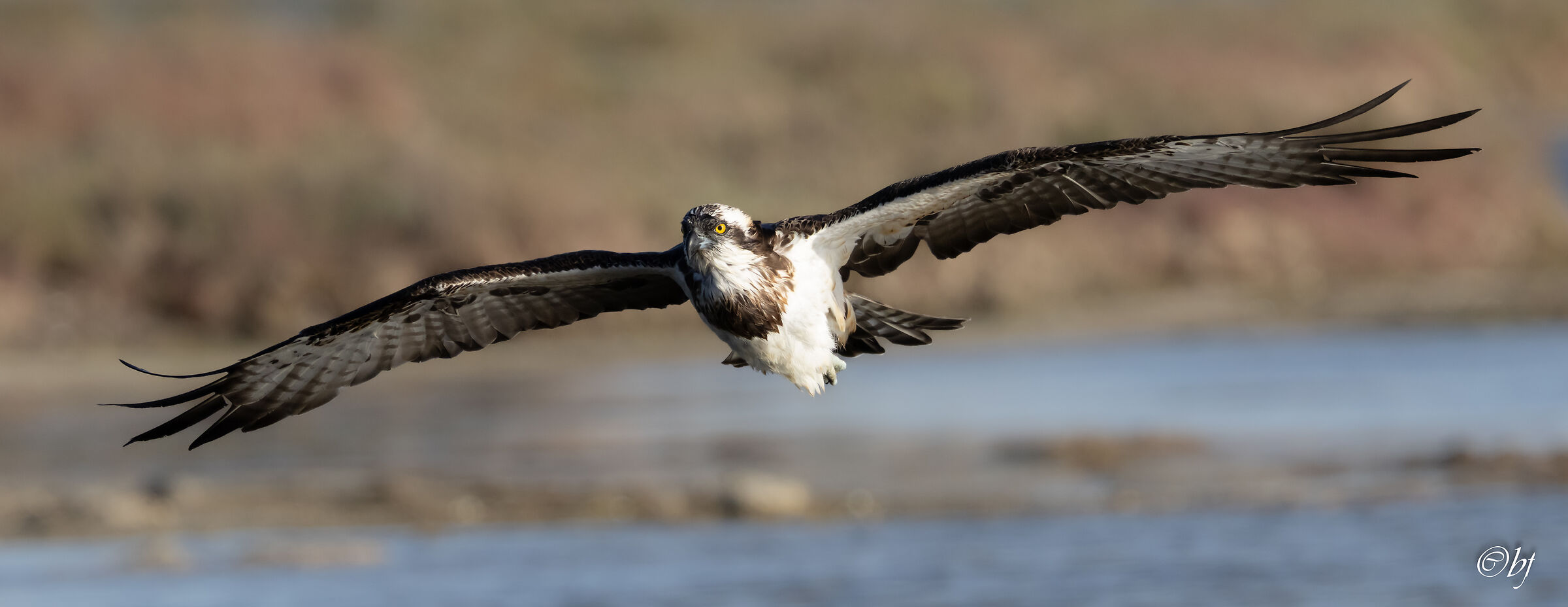 Falco pescatore