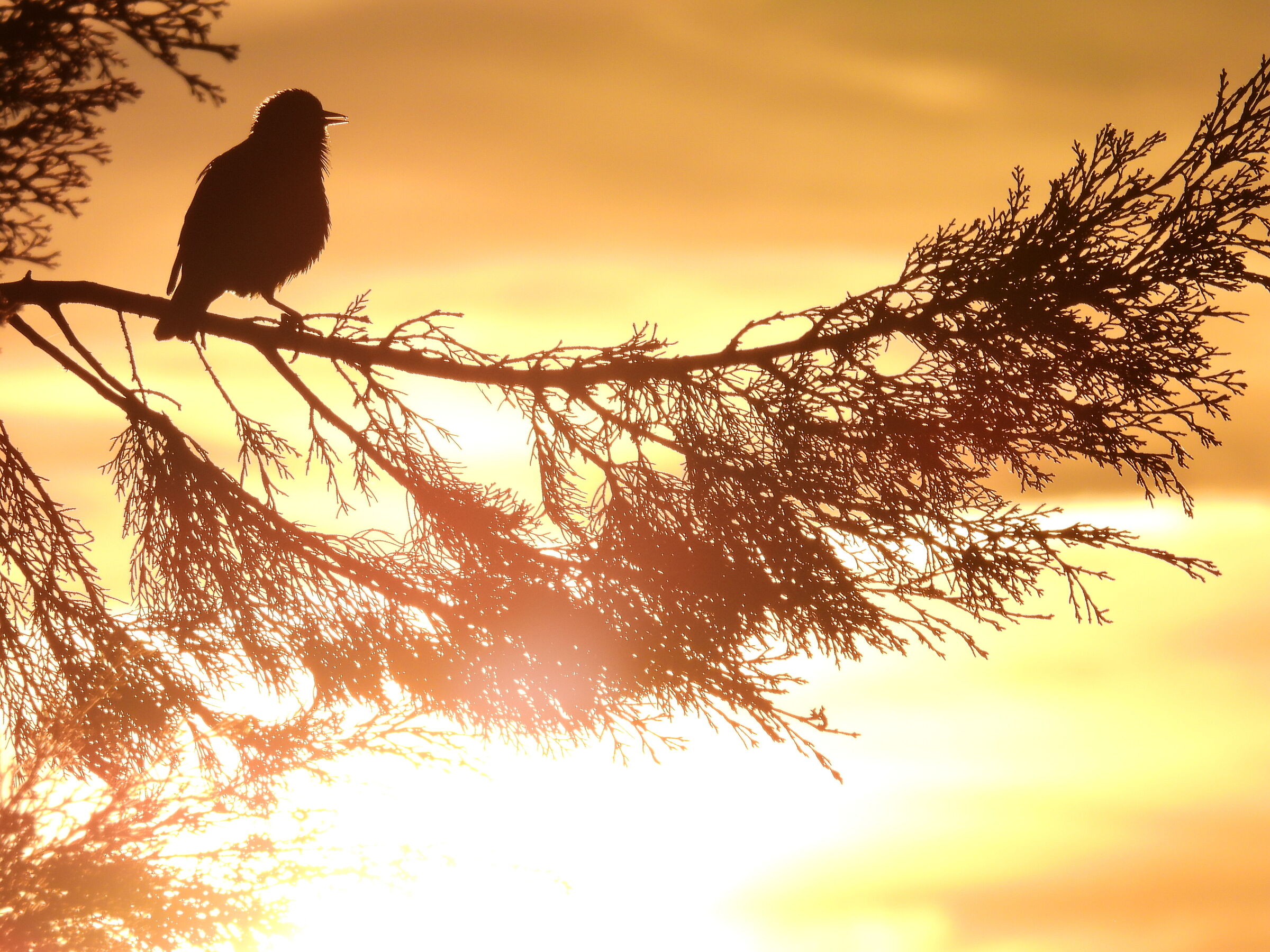 Greeting to the Sun 2