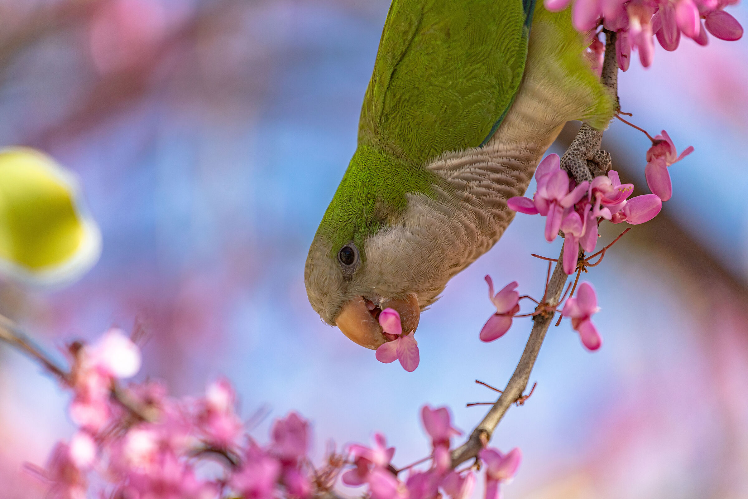 Monk Parakeet