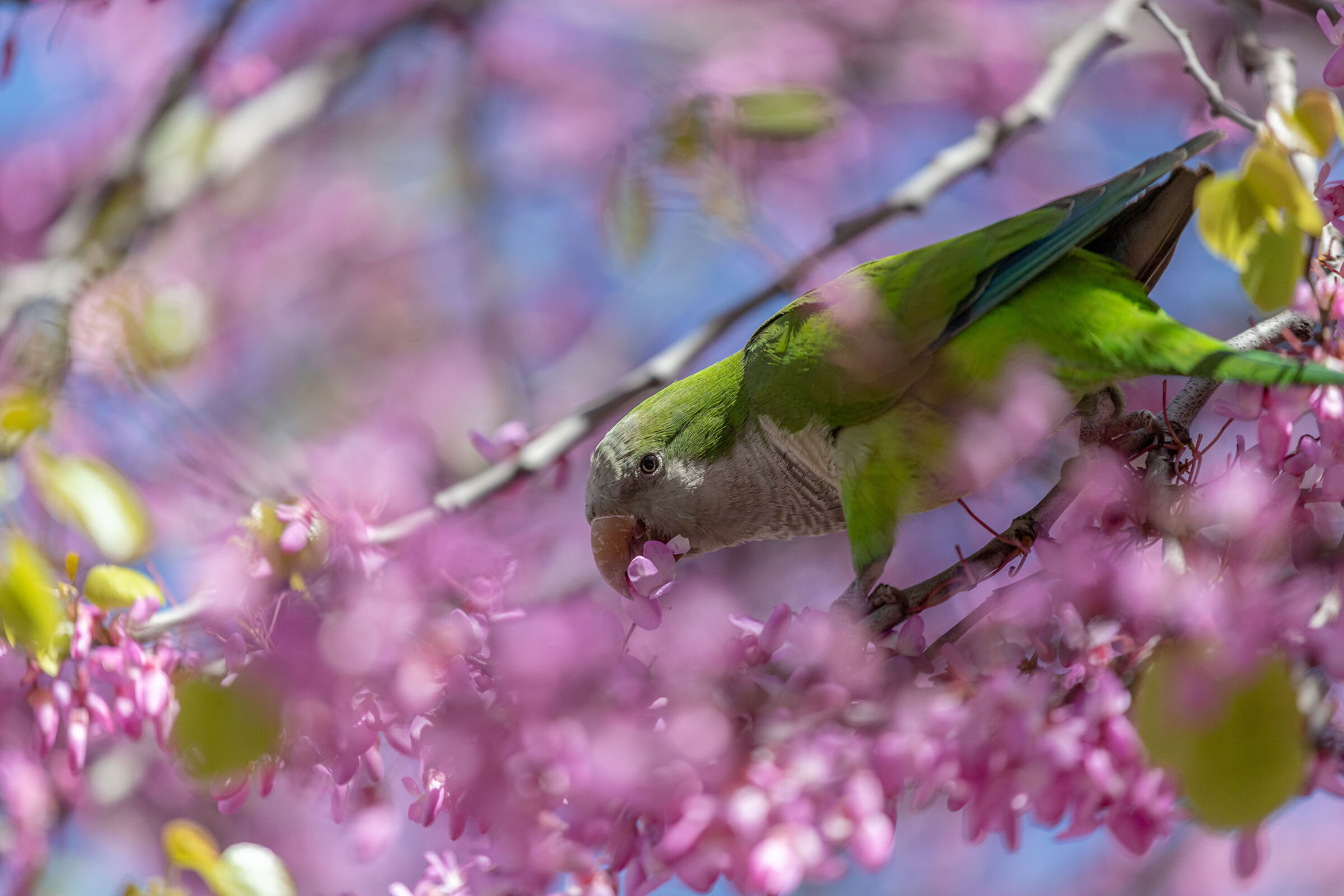 Monk Parakeet 2