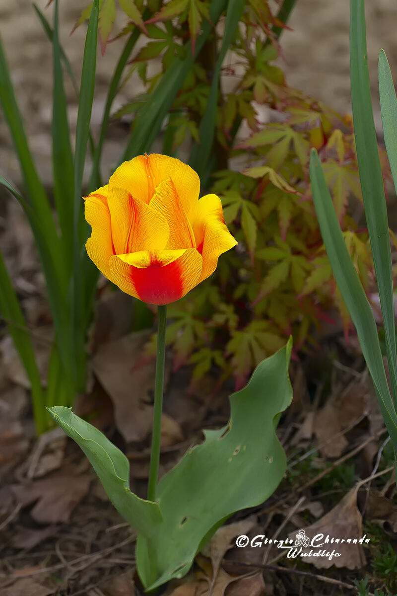 Tulip