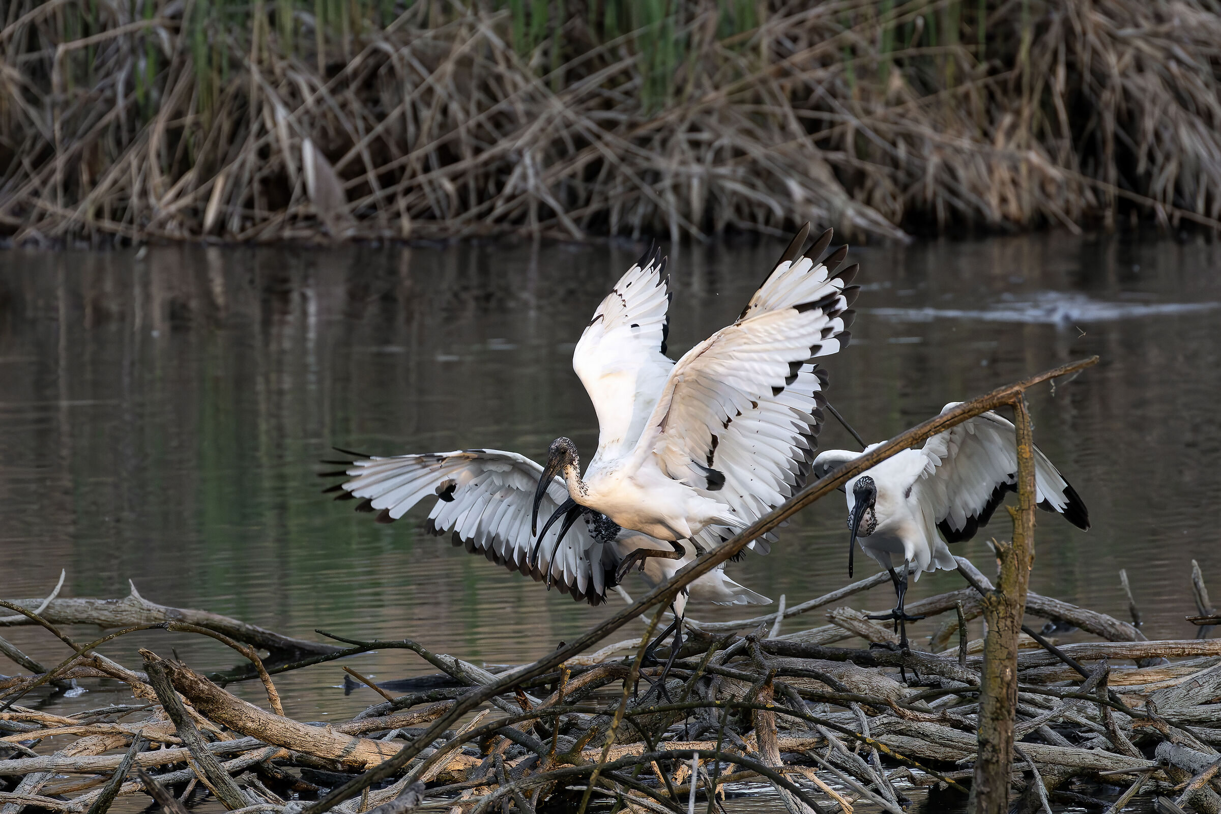 Ibis fight