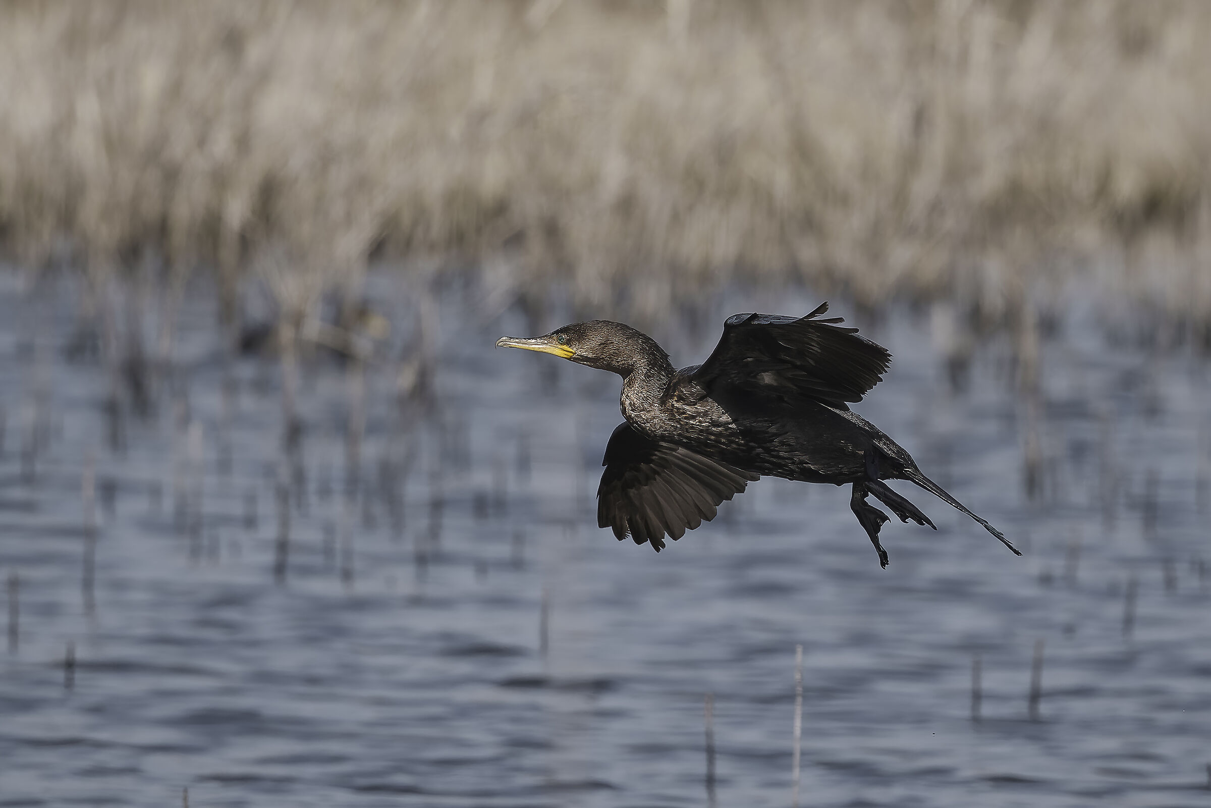 Cormorant