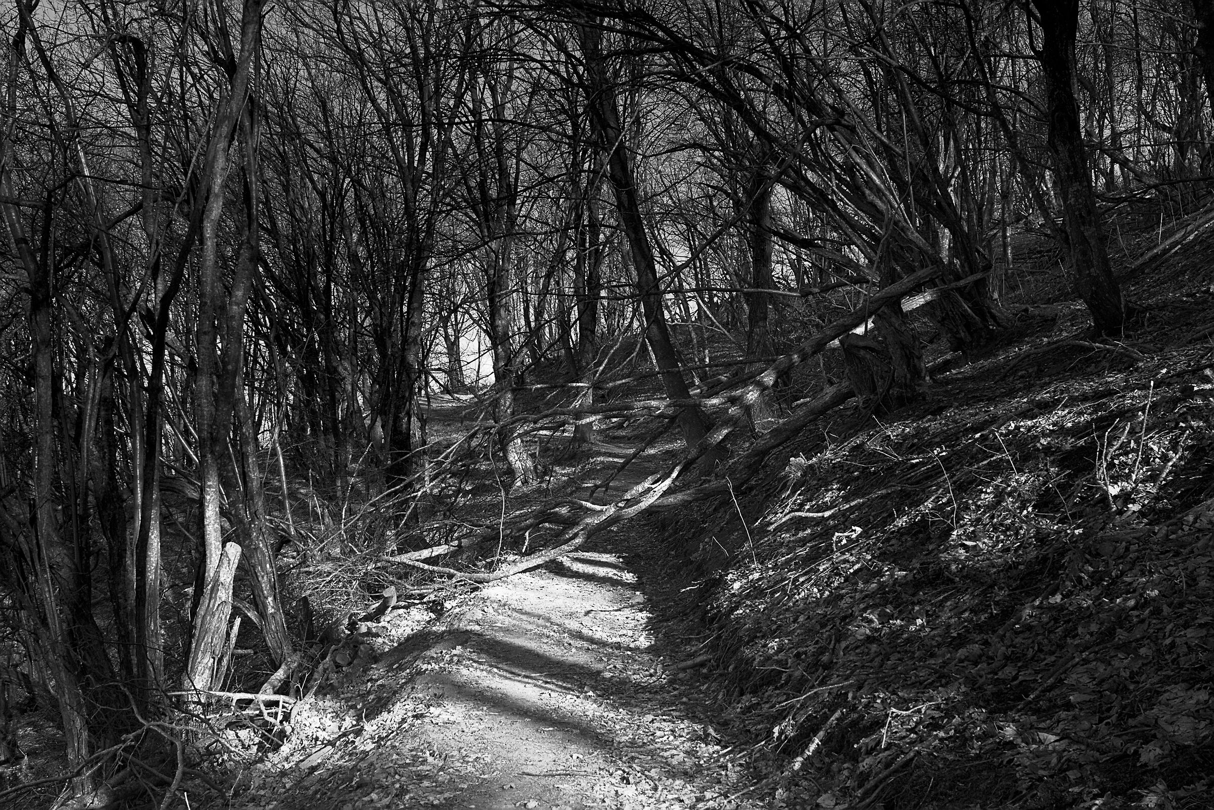 FOREST