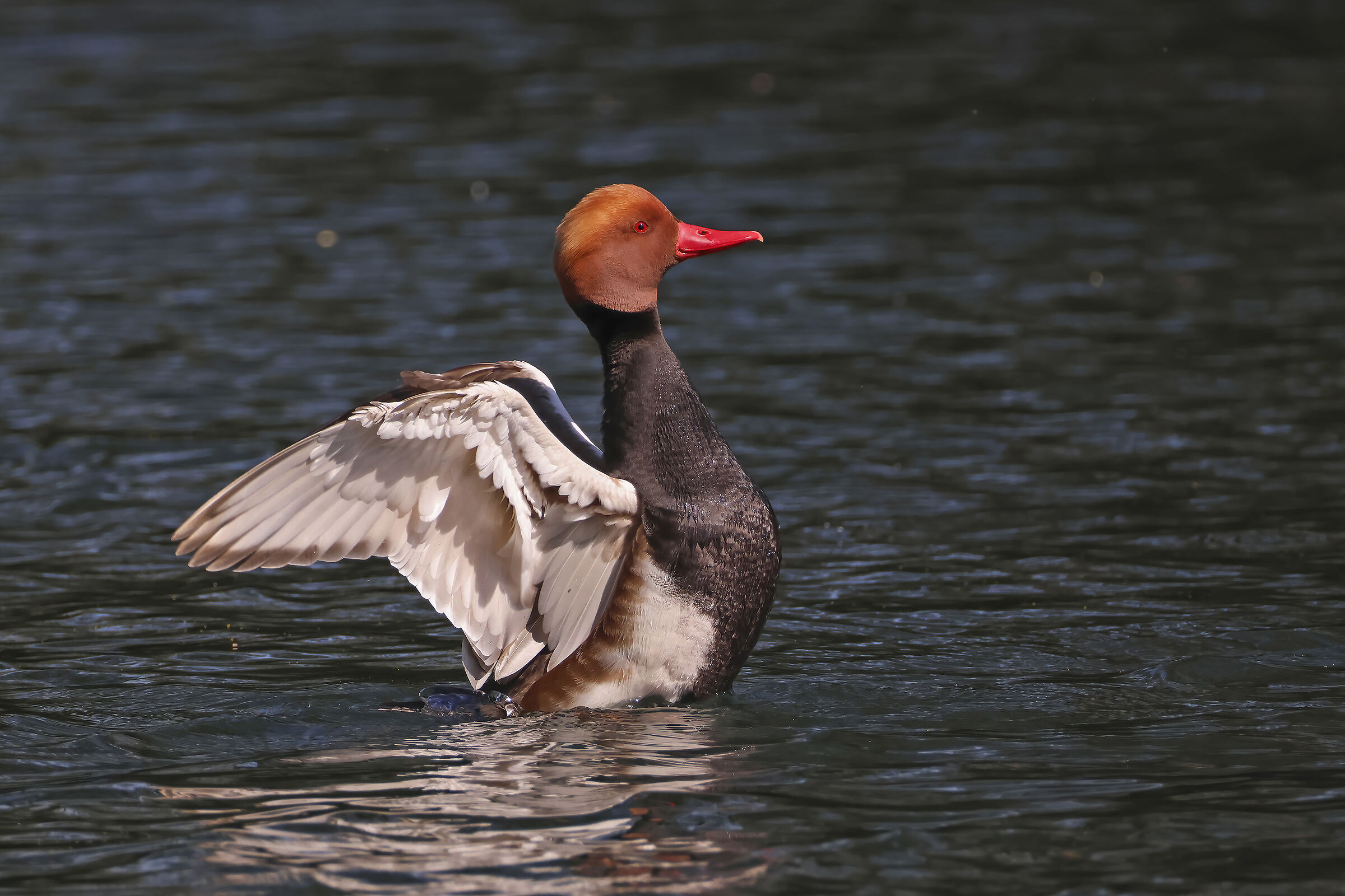 Pochard