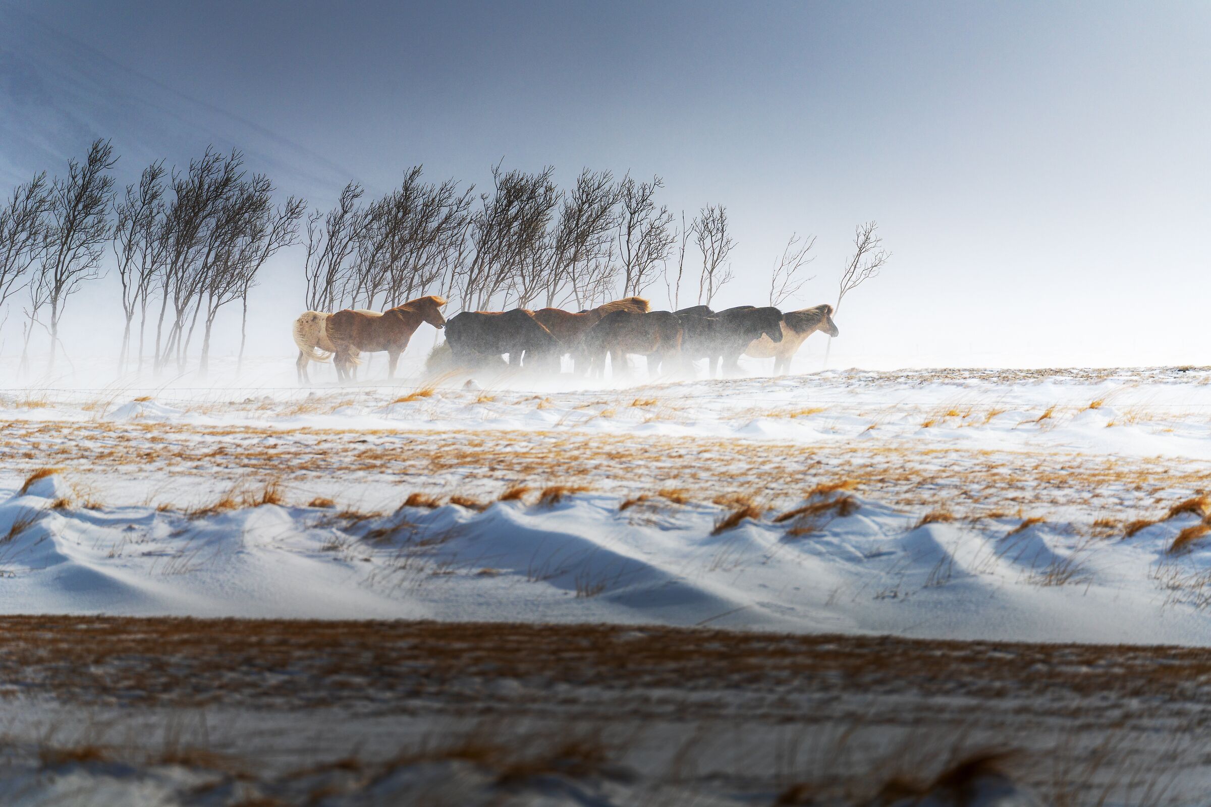 Silenziosamente (colori)