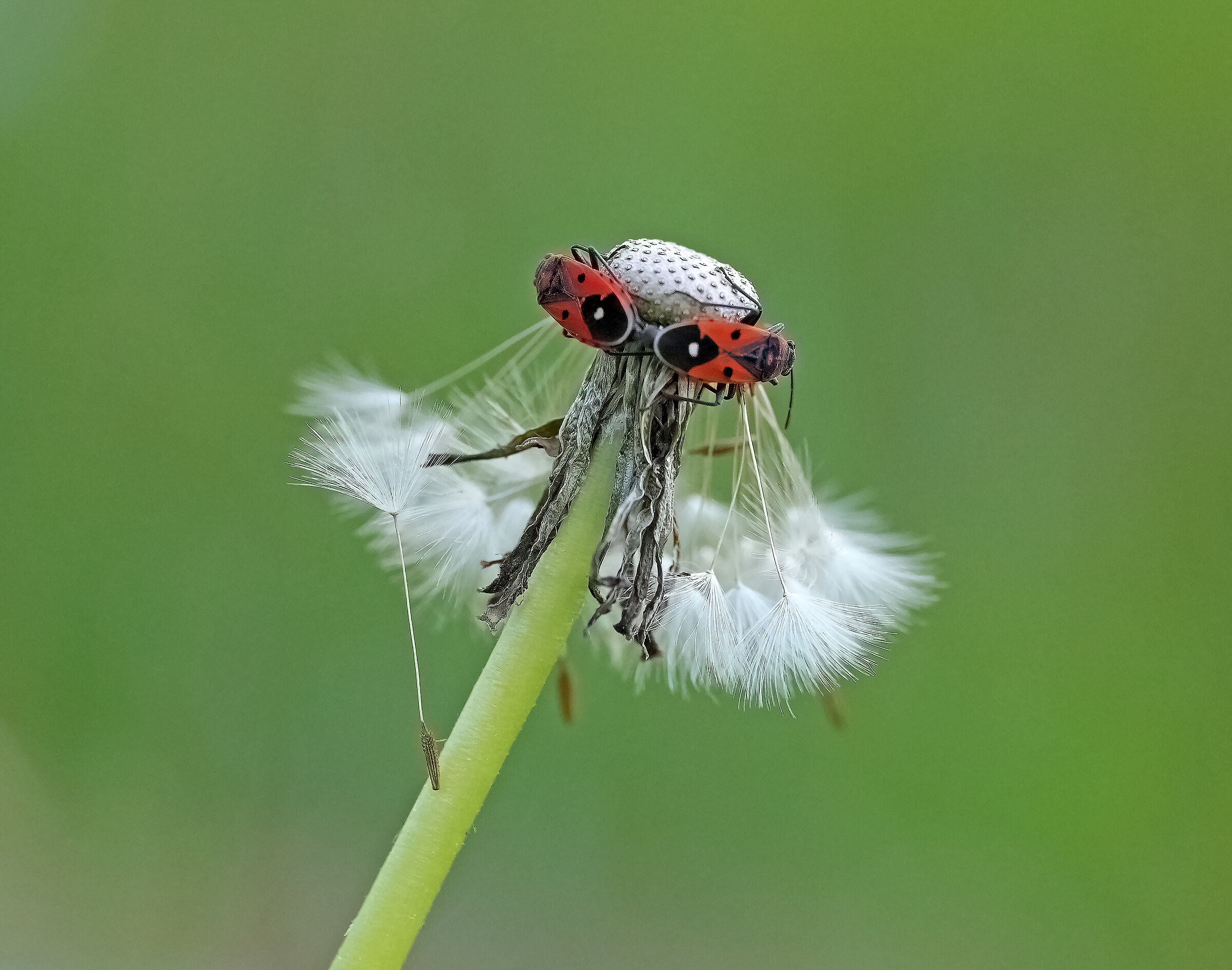Carabiniere bugs
