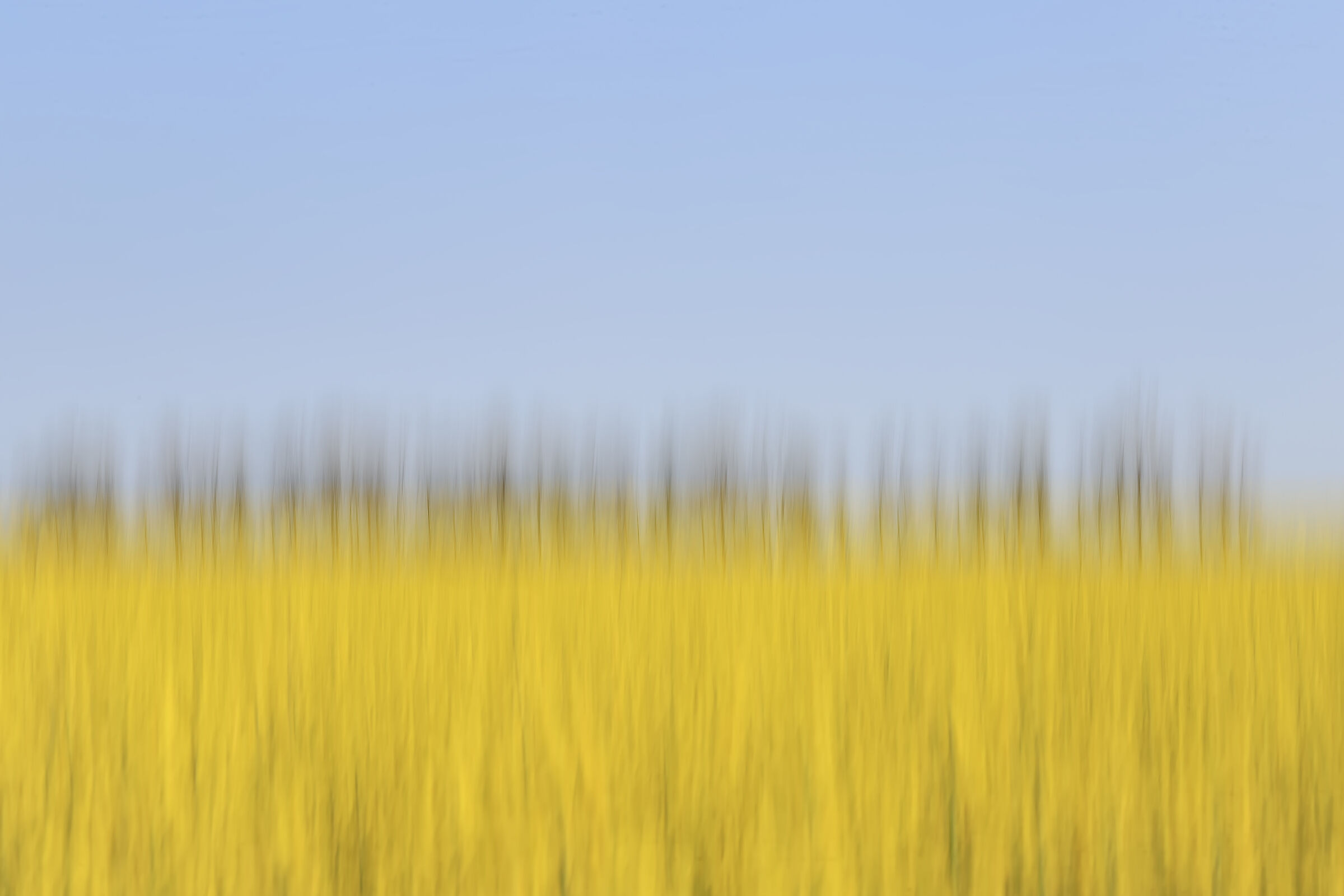 Oilseed rapeseed