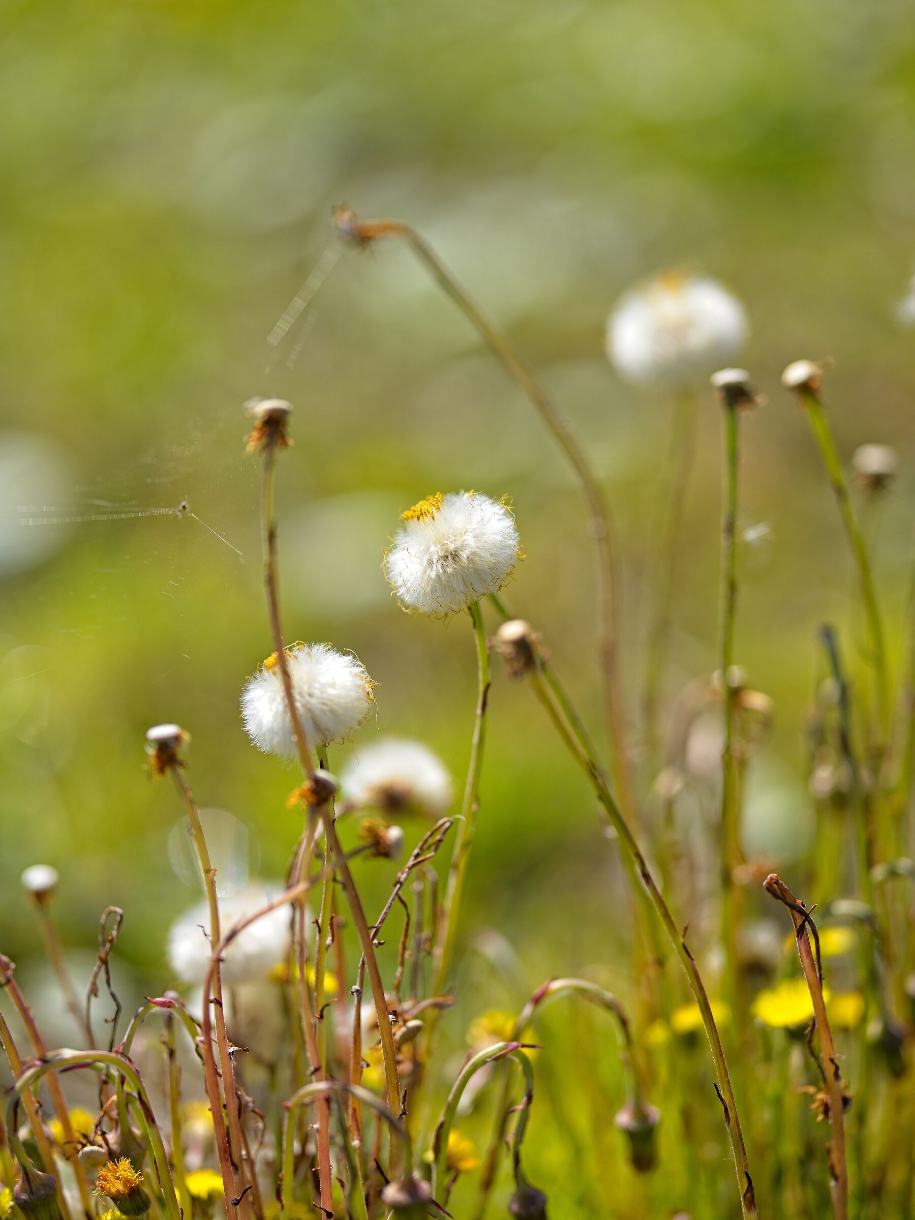 Tussilago