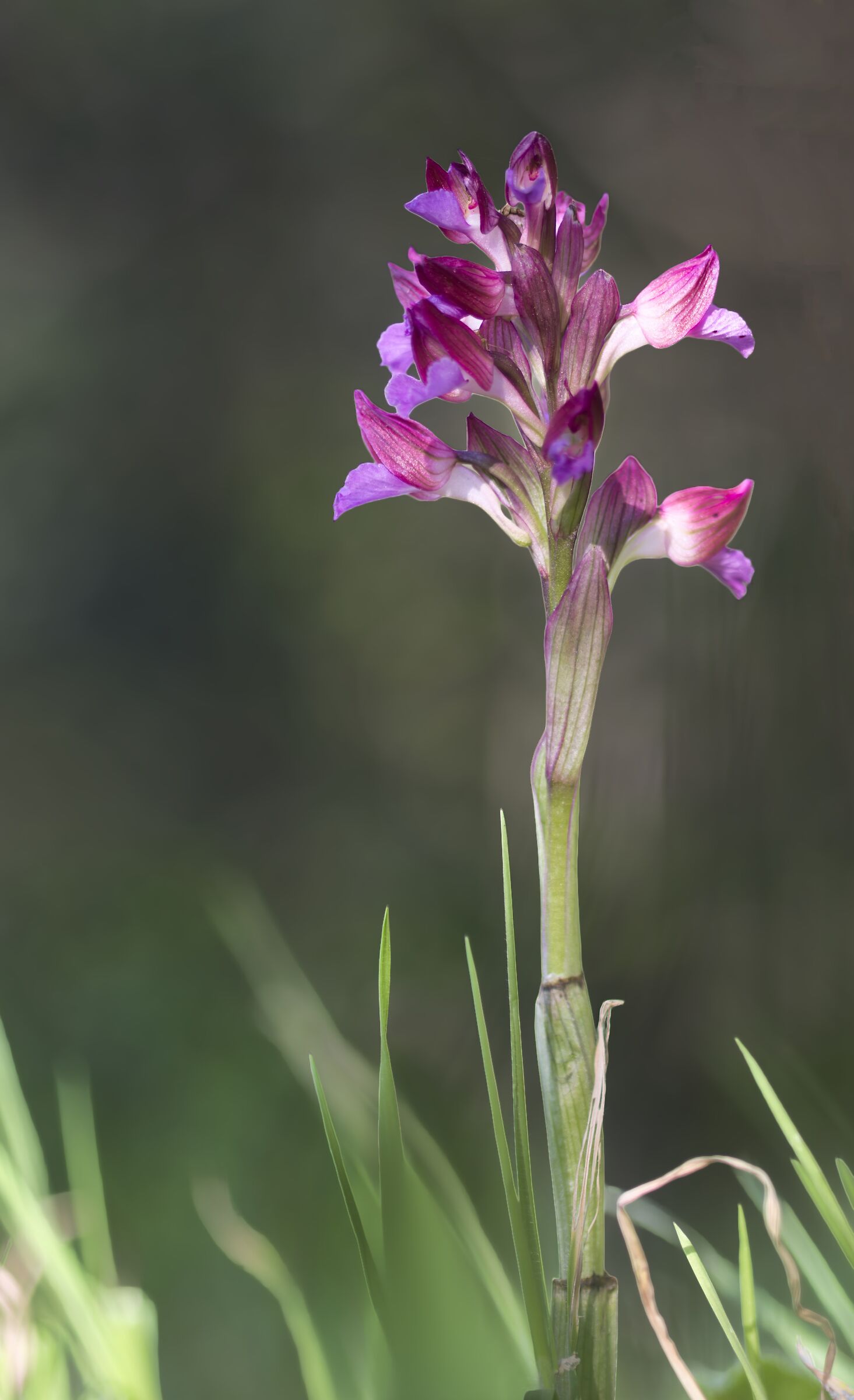 Anacamptis papilionacea