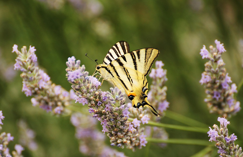 La lavanda e la farfalla