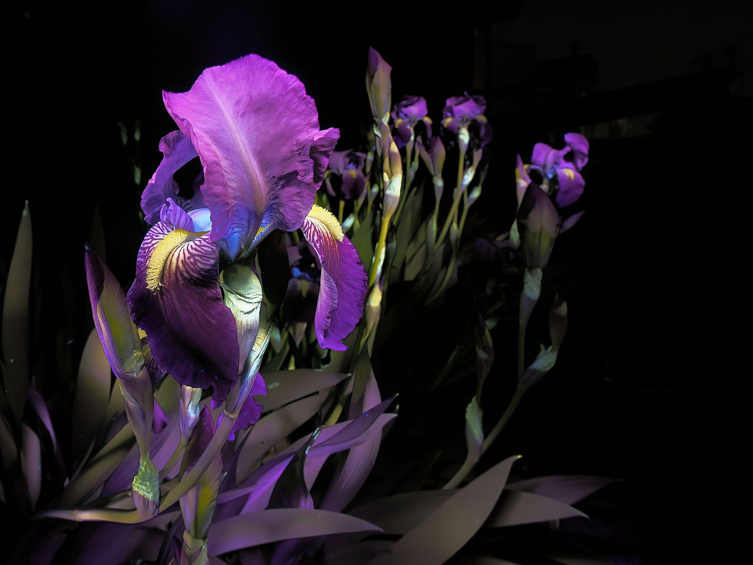 Iris - Iris x germanica