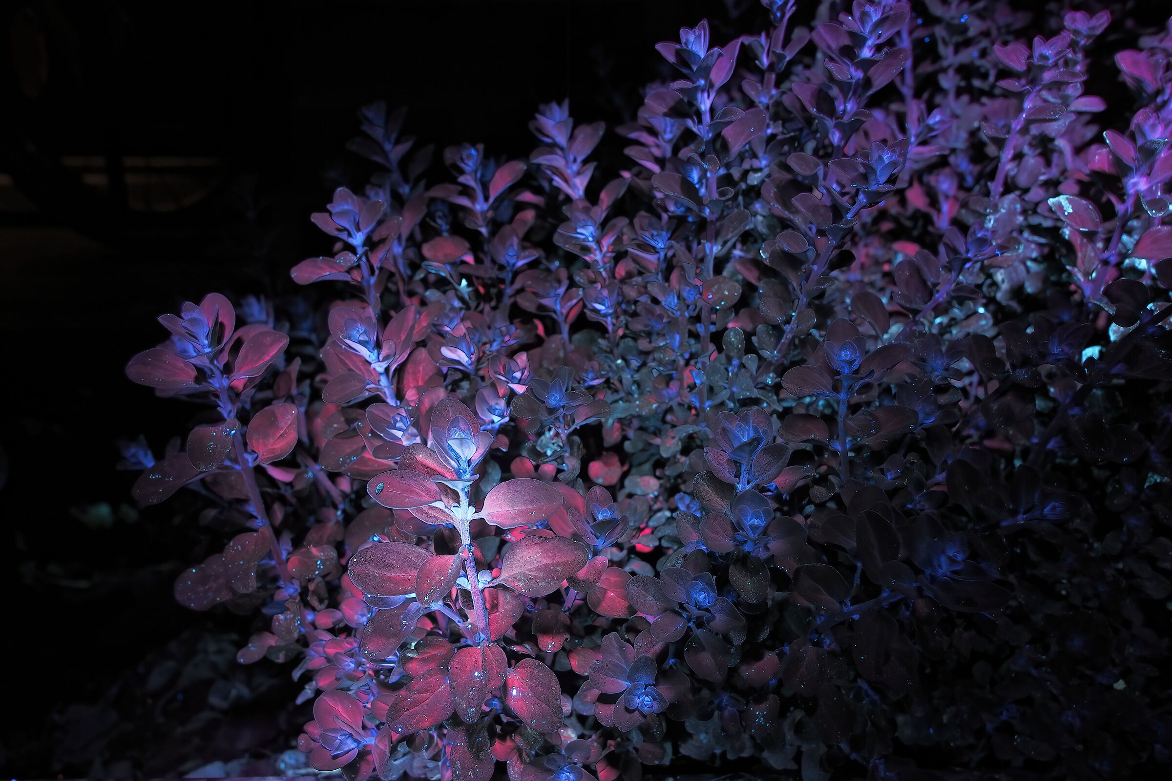 Oregano - Origanum vulgare