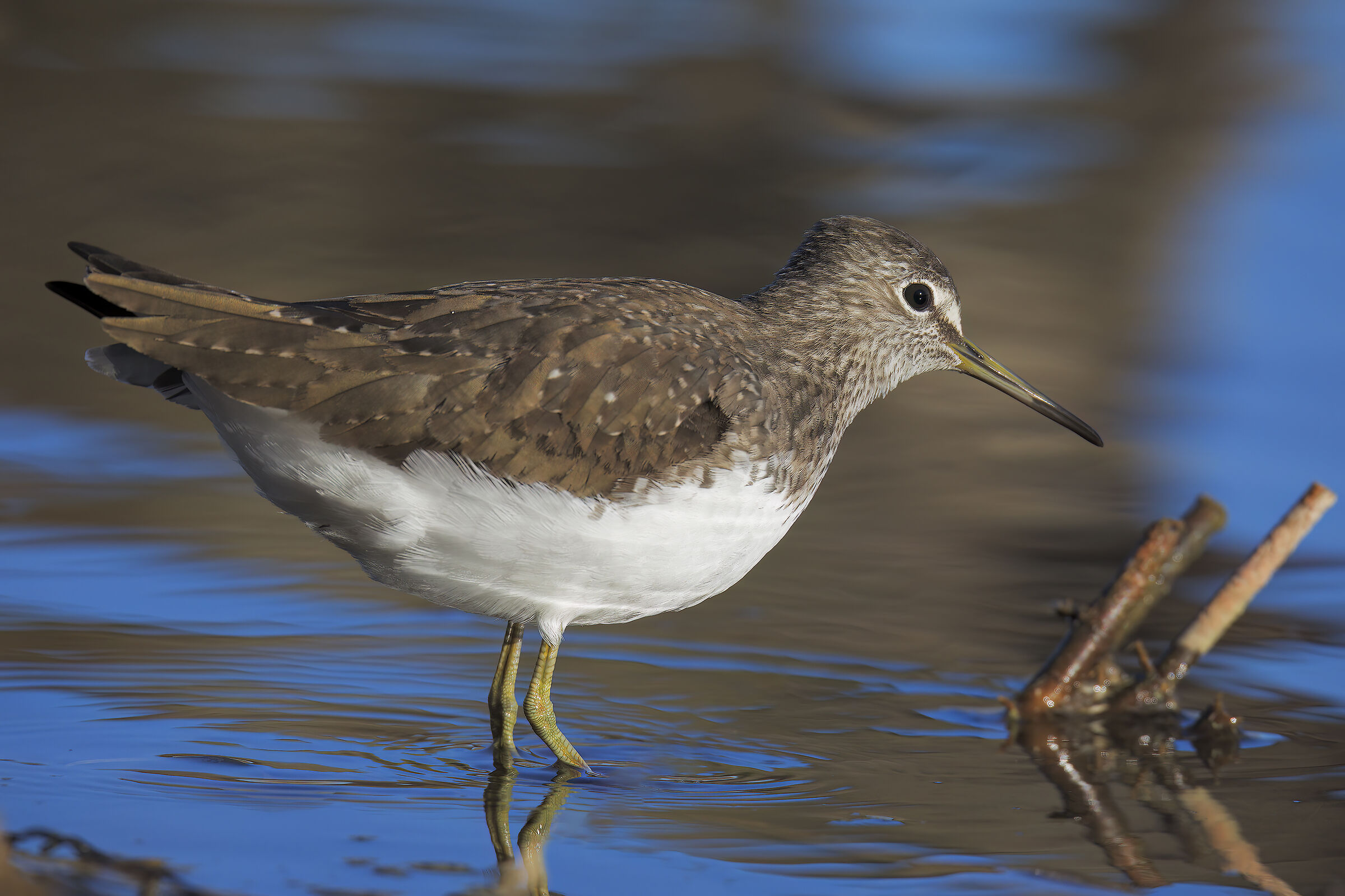 Wheatear Sandpiper