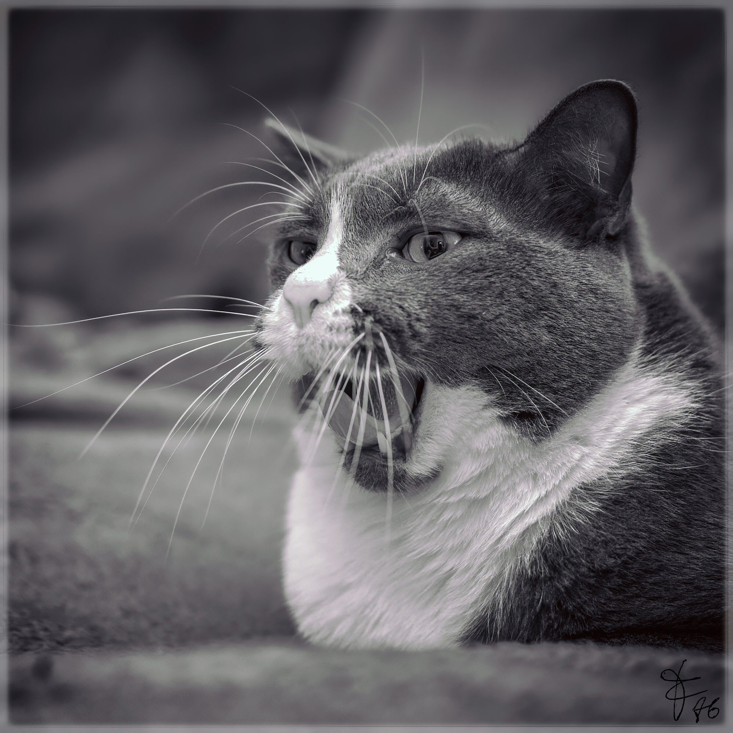 Yawning or sneezing?