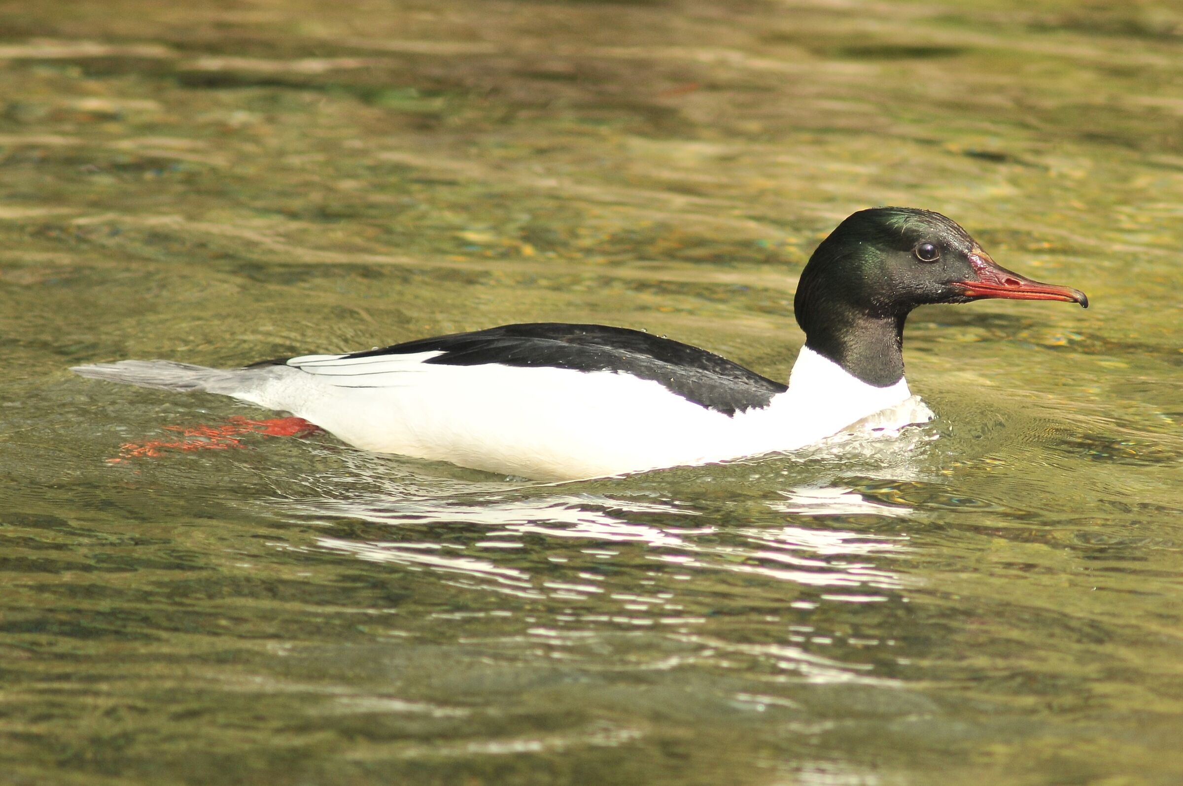 Great Merganser