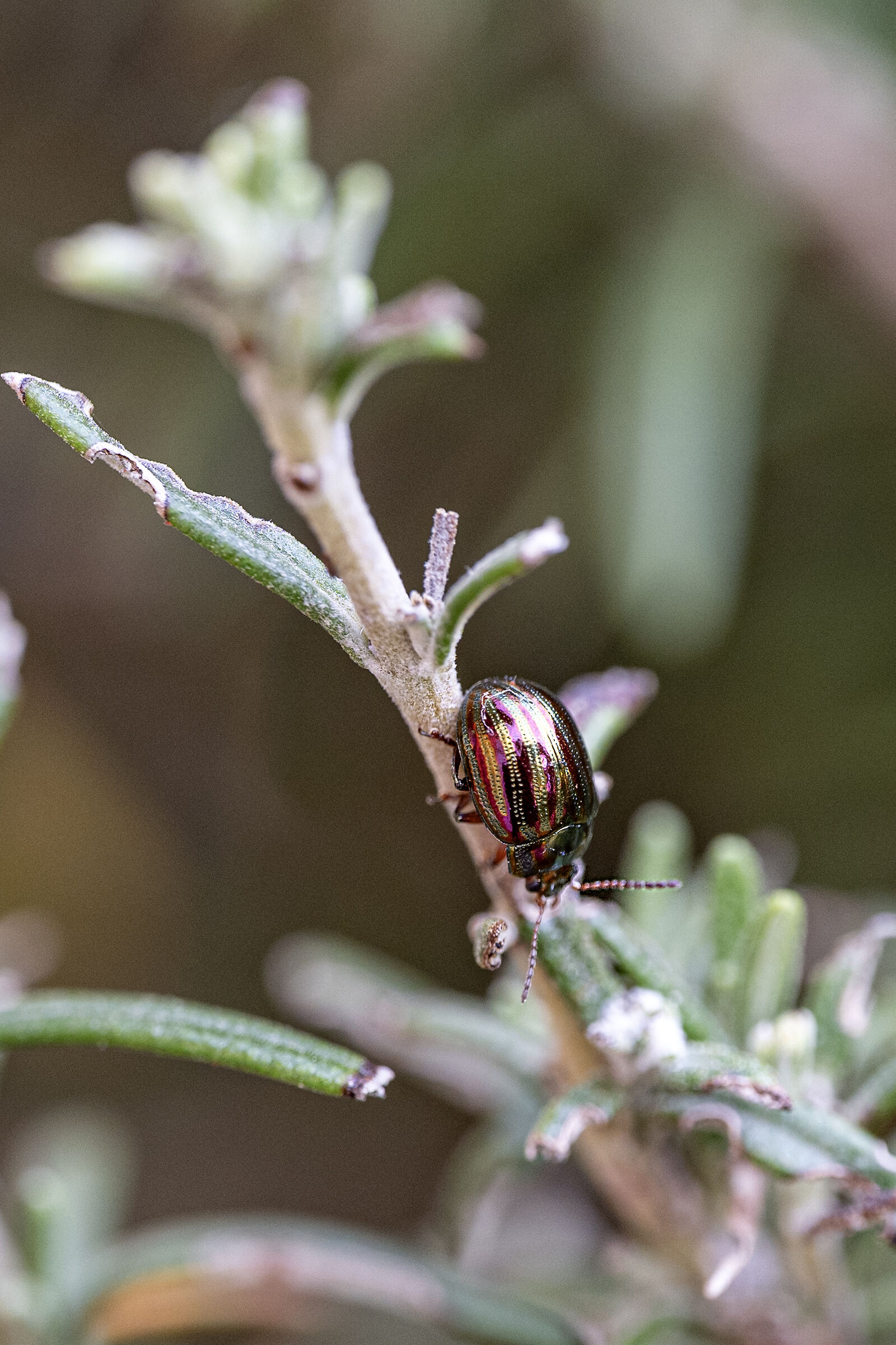 American Chrysolina on rosemary