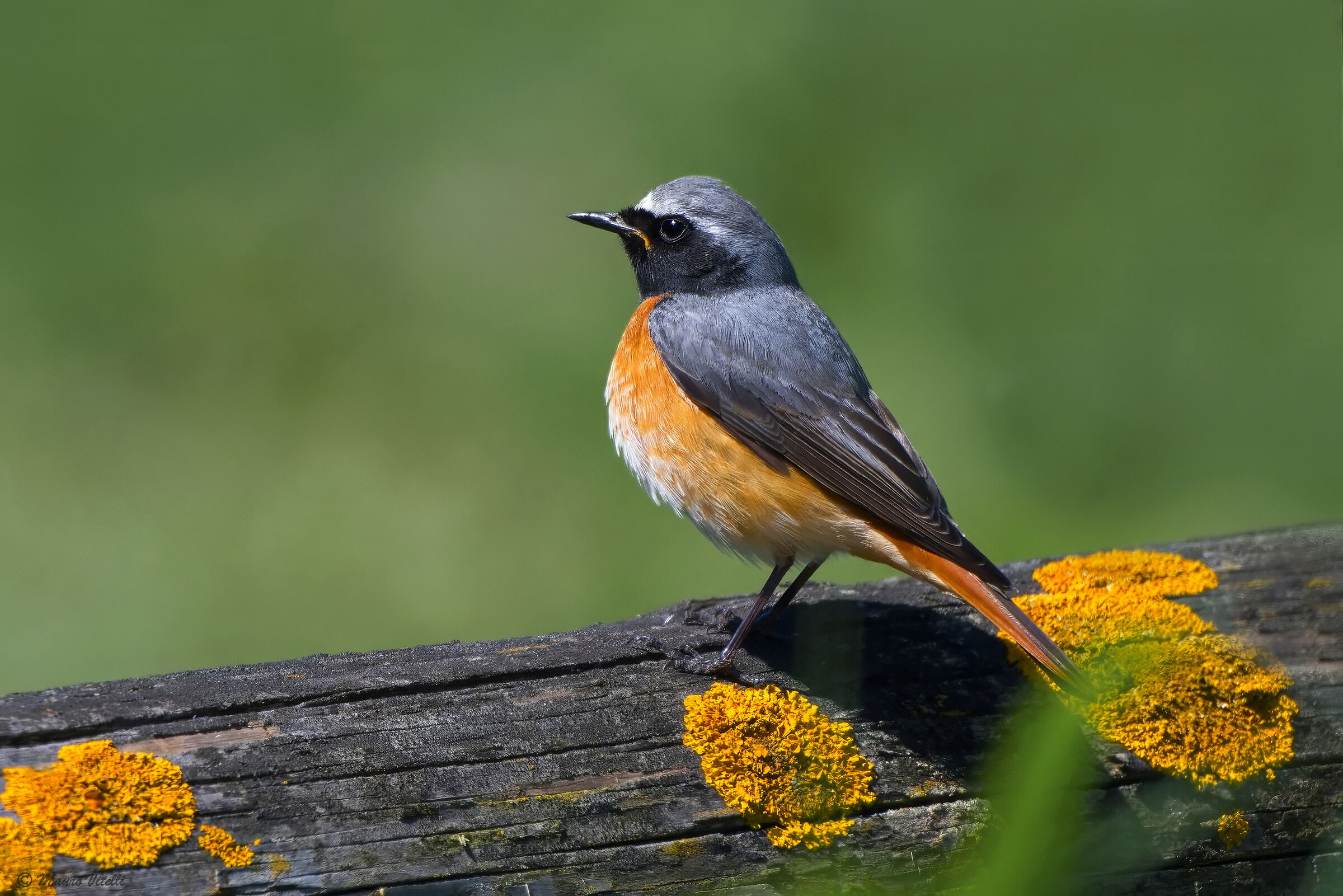 Common Redstart (Phoenicurus phoenicurus)