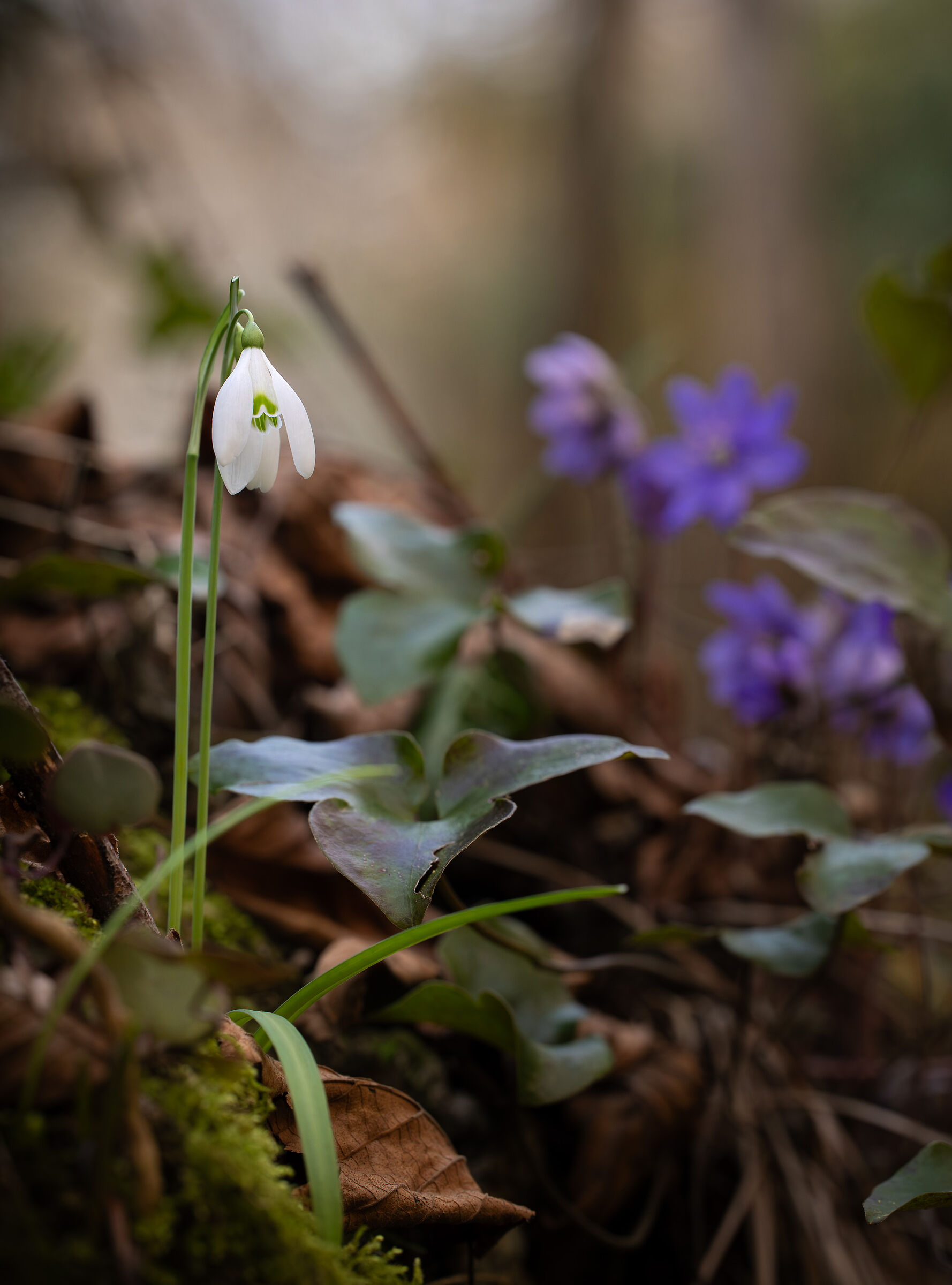a simple Snowdrop