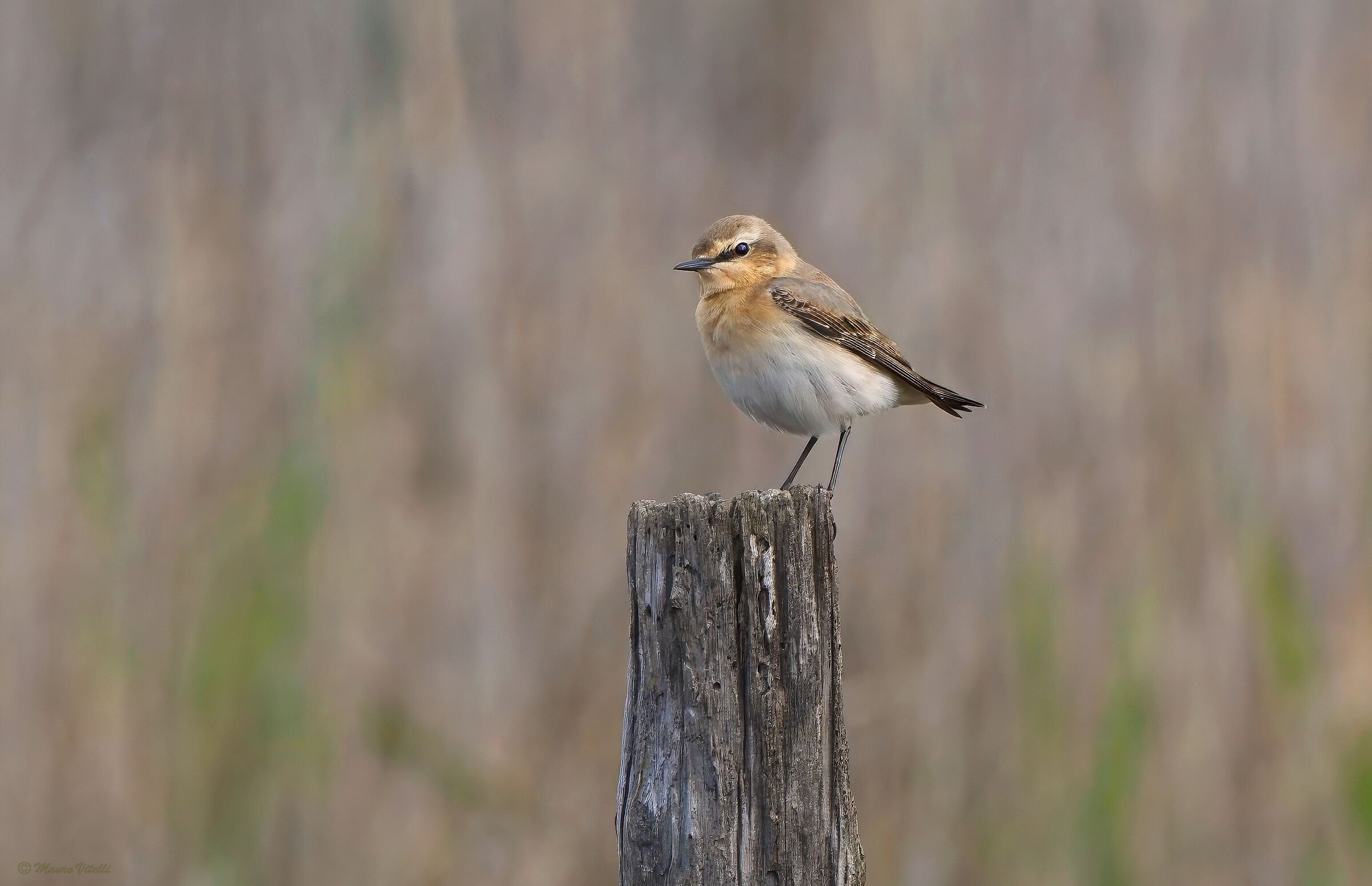 Wheatear (Oenanthe oenanthe)