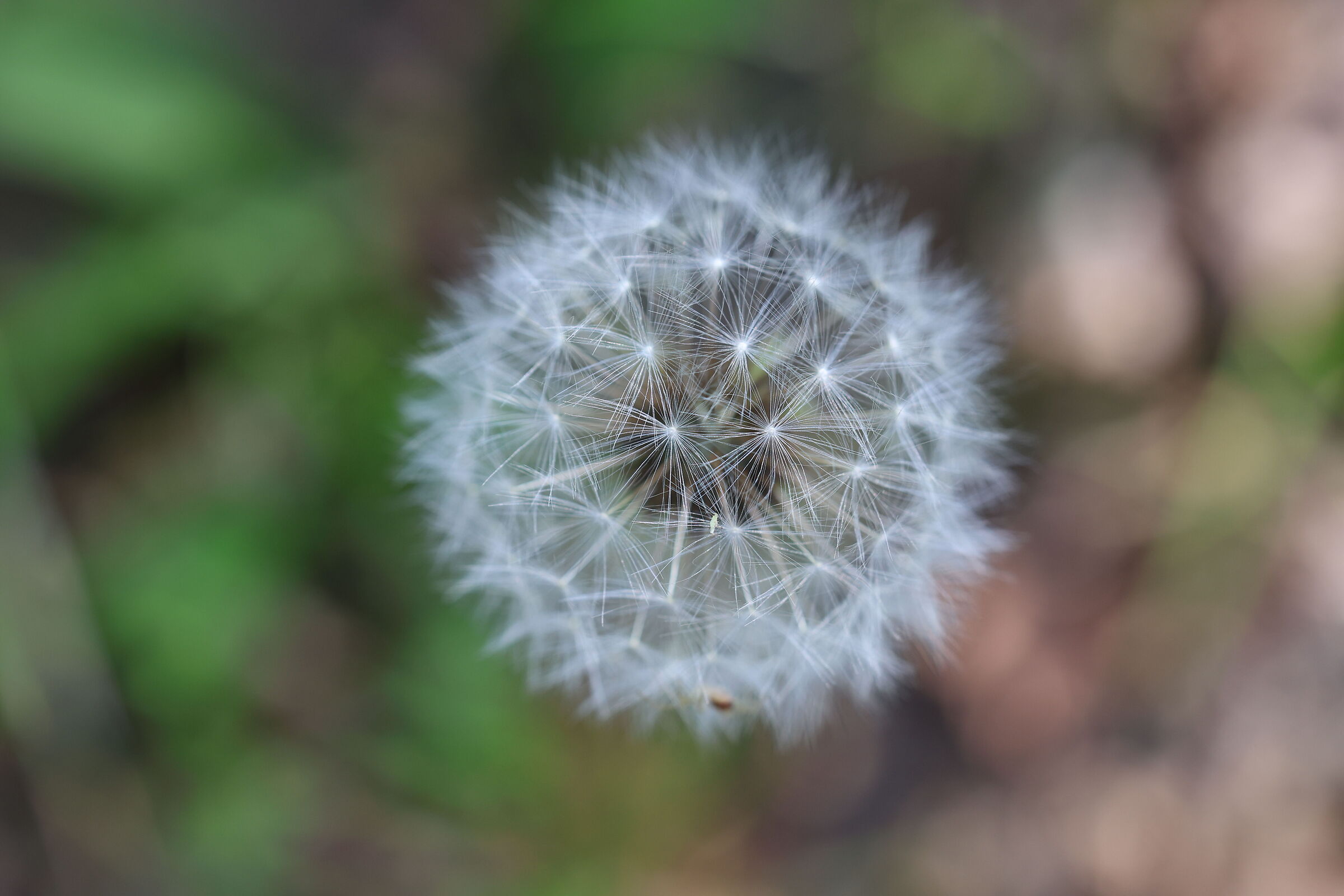 Dandelion