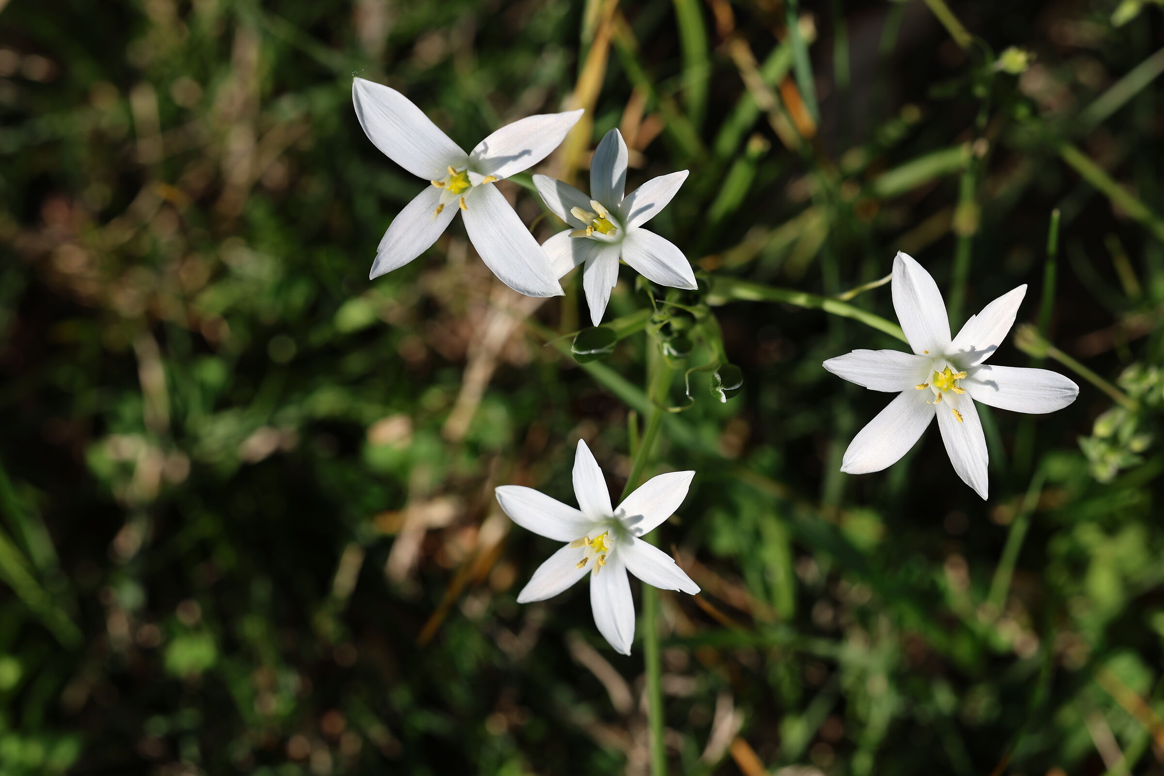 Star of Bethlehem