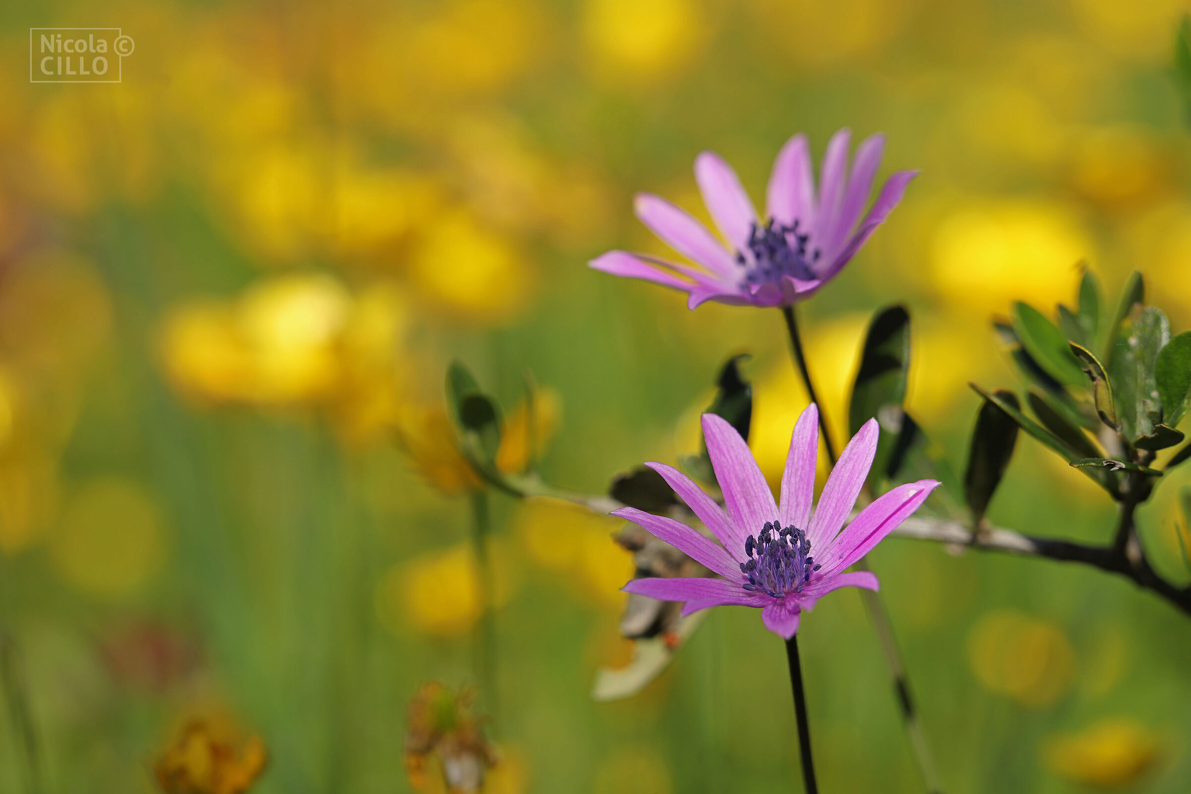 Anemone and Core