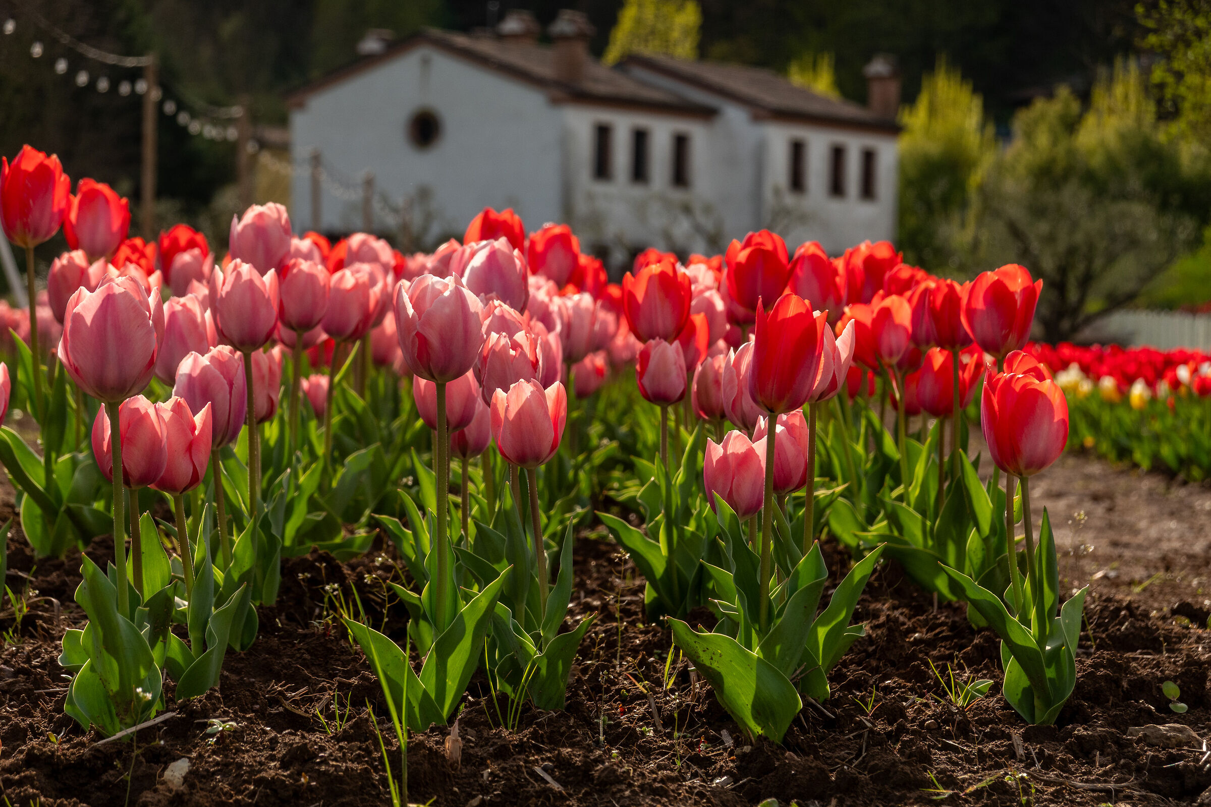 Tulips