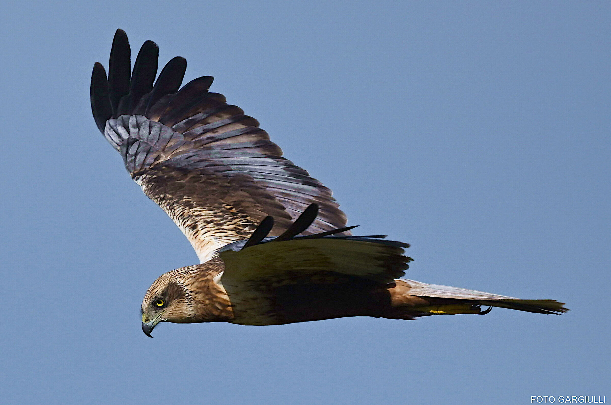 Male Marsh Harrier