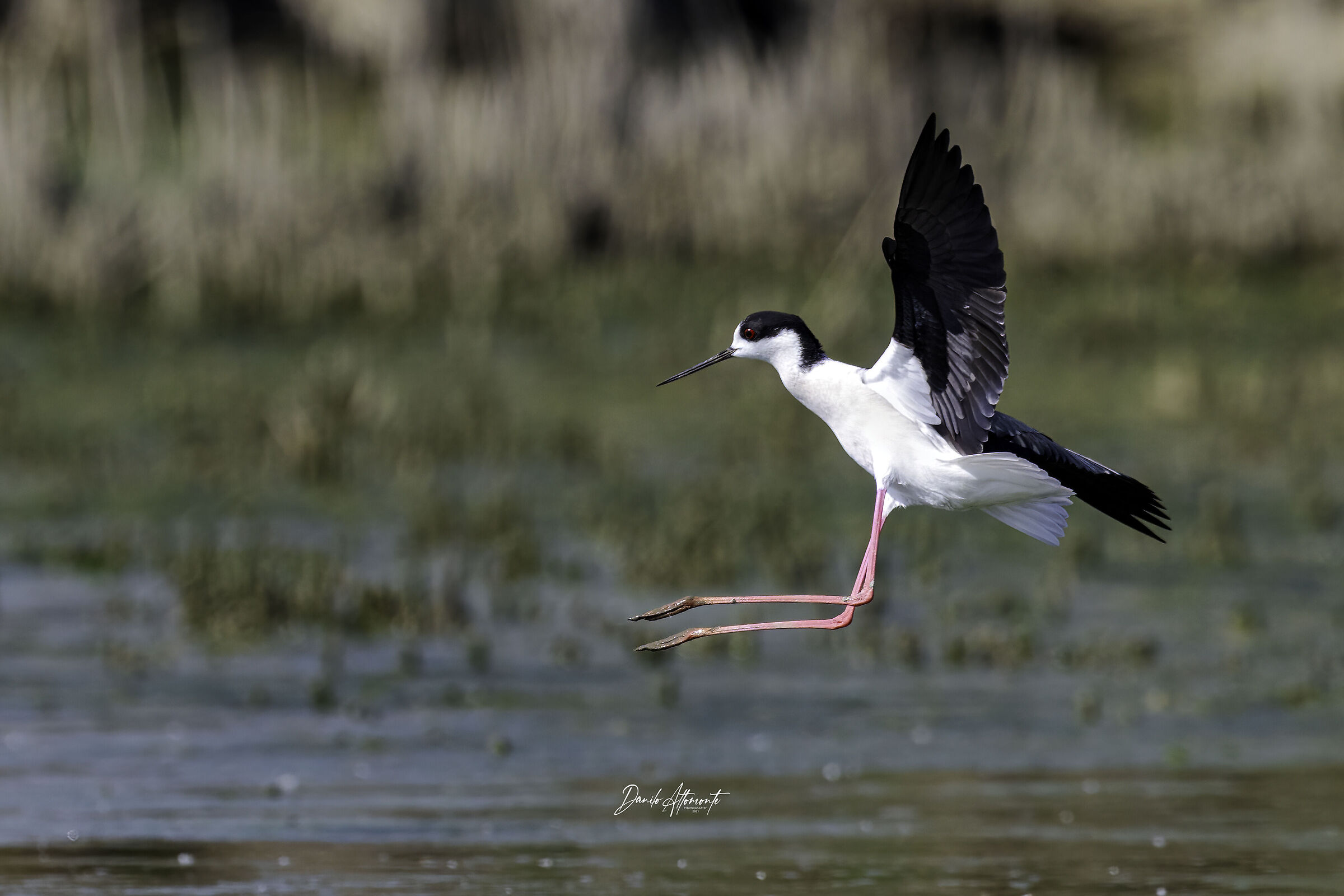 Black-winged Stilt