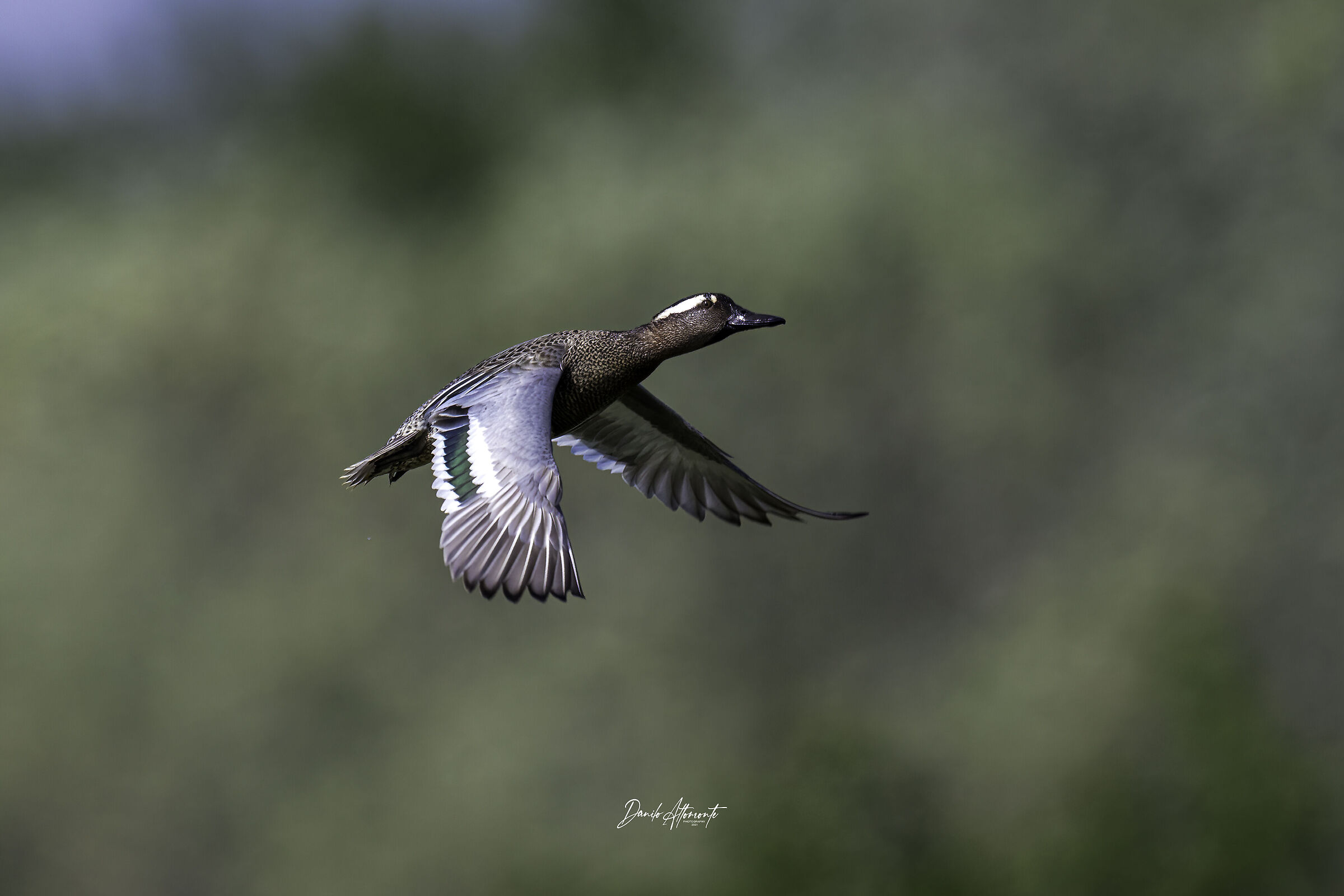 Garganey