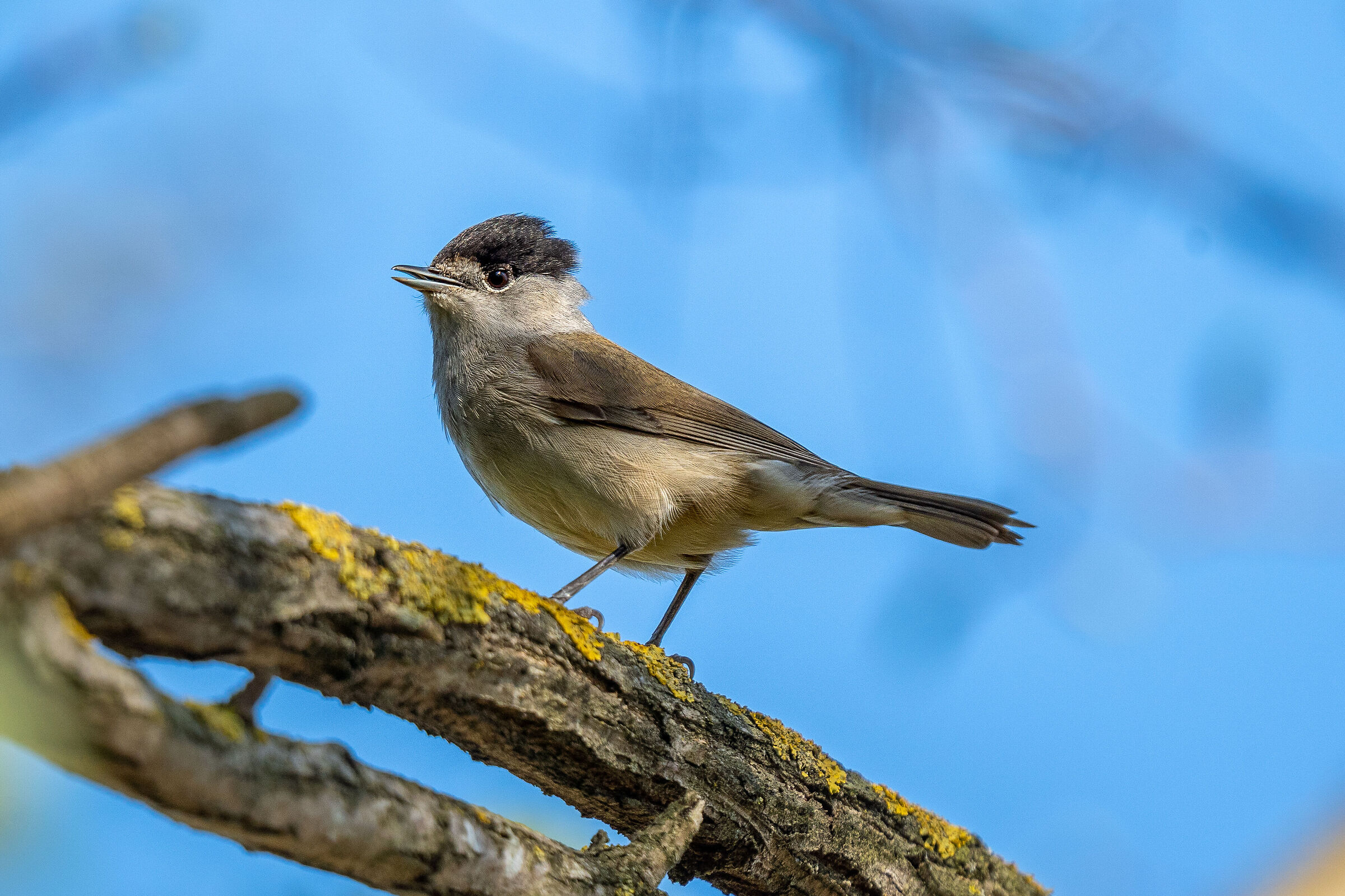Blackcap