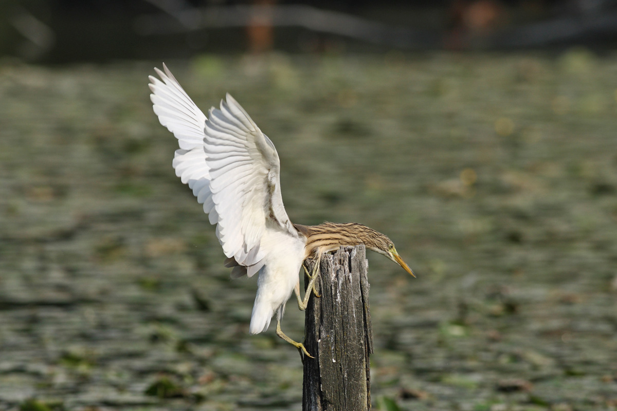 Sgrarza che si arrampica