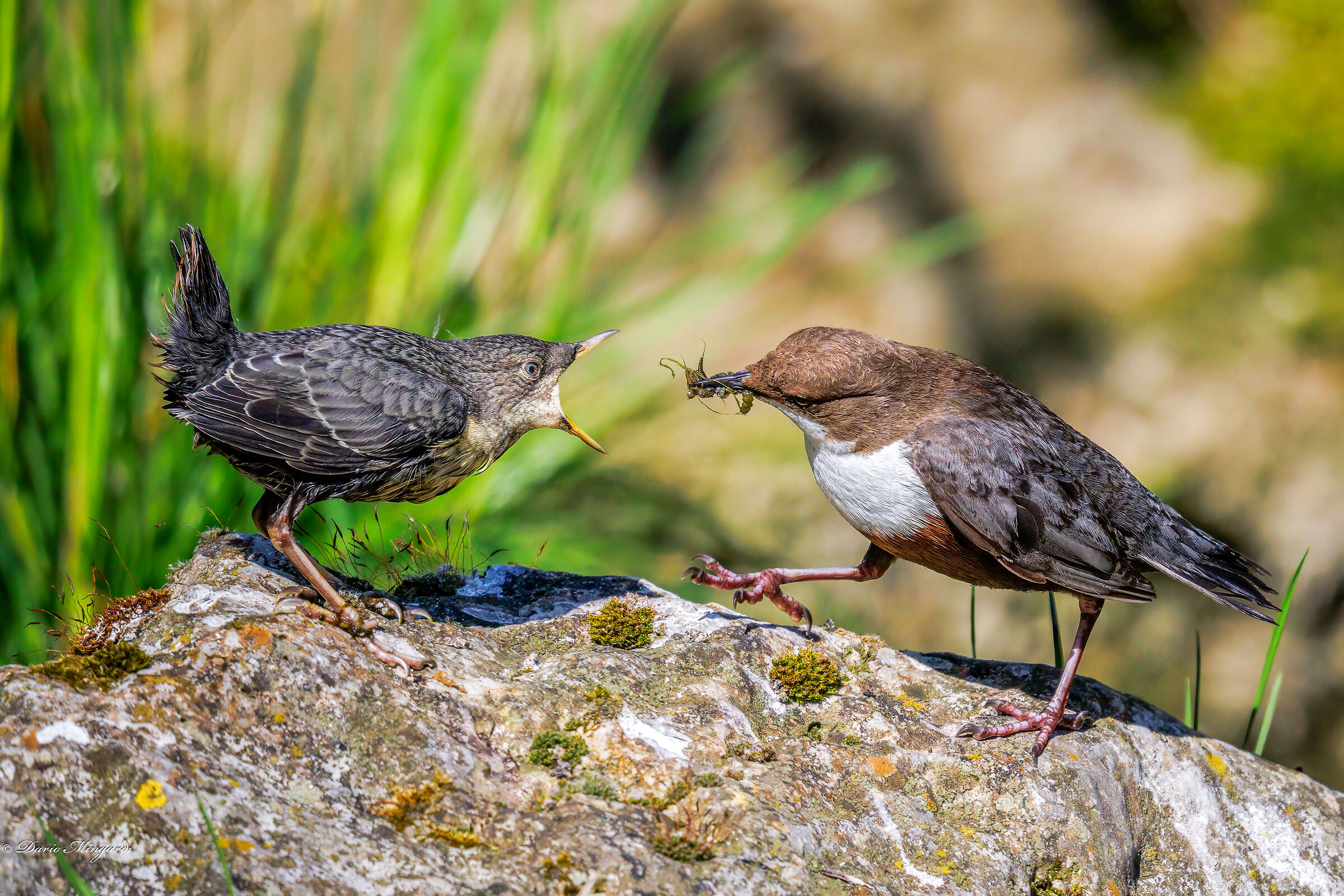 Merlo acquaiolo- Cinclus cinclus. Imbeccata.