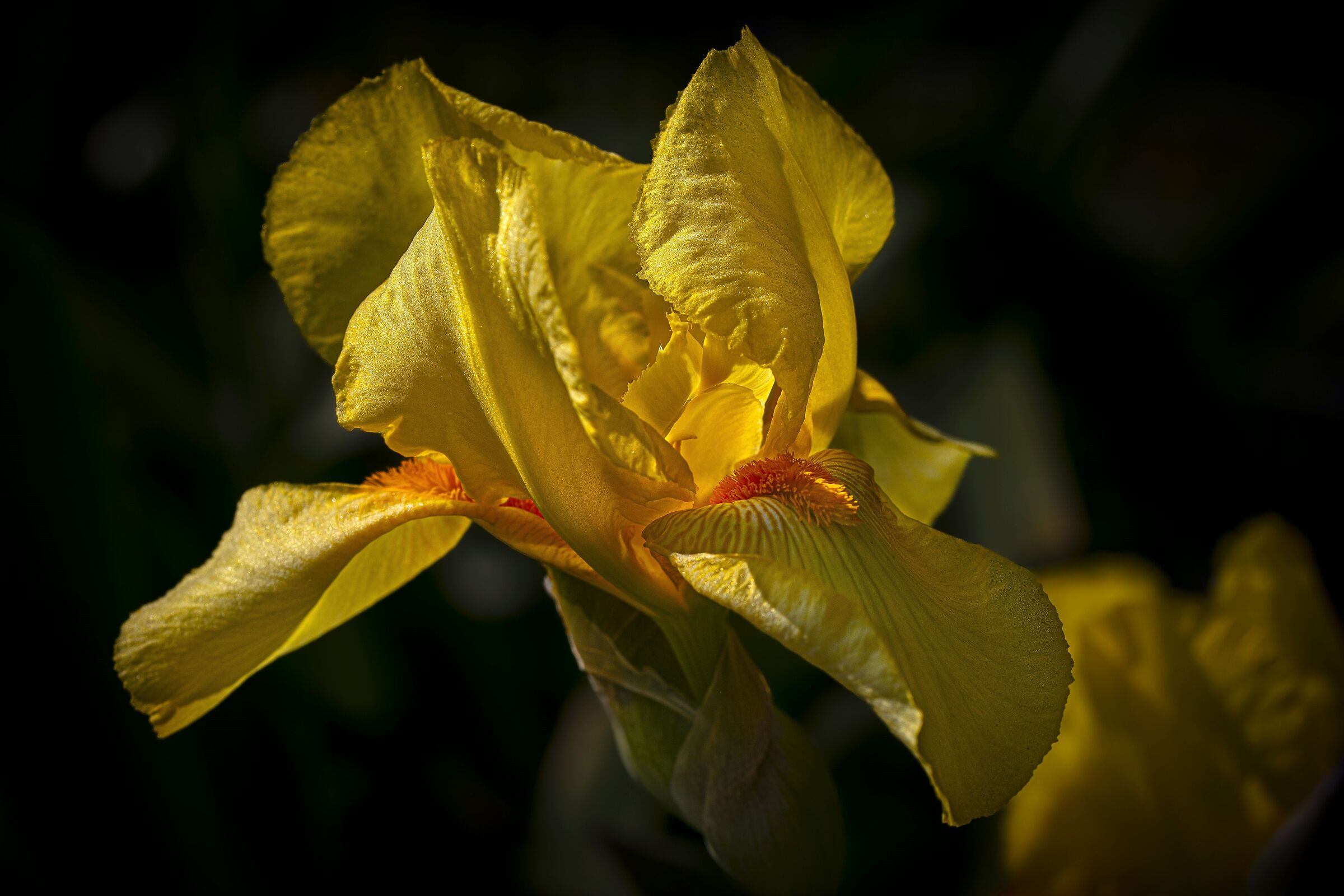 Primi Iris nel mio giardino