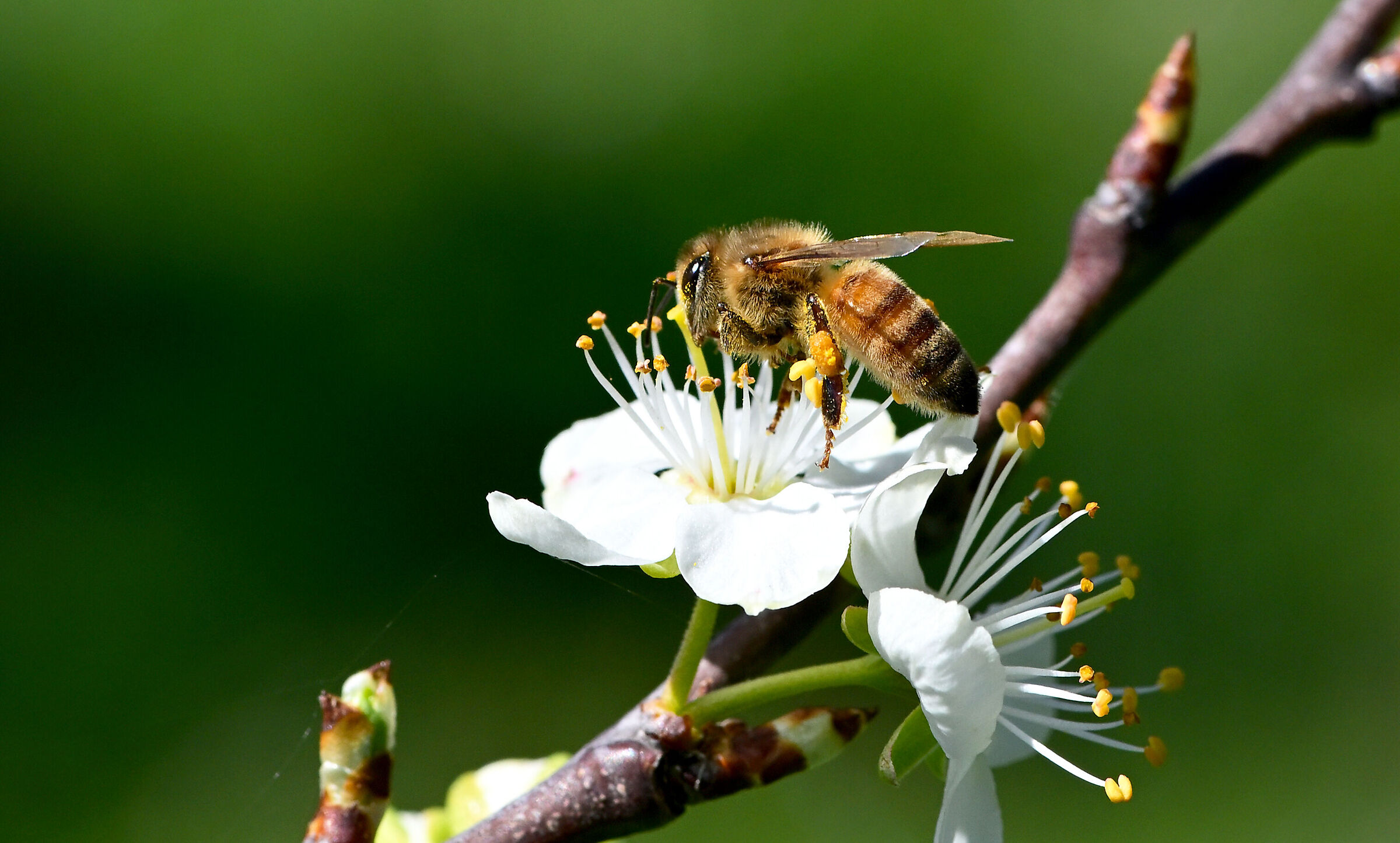 " Honey Bee "