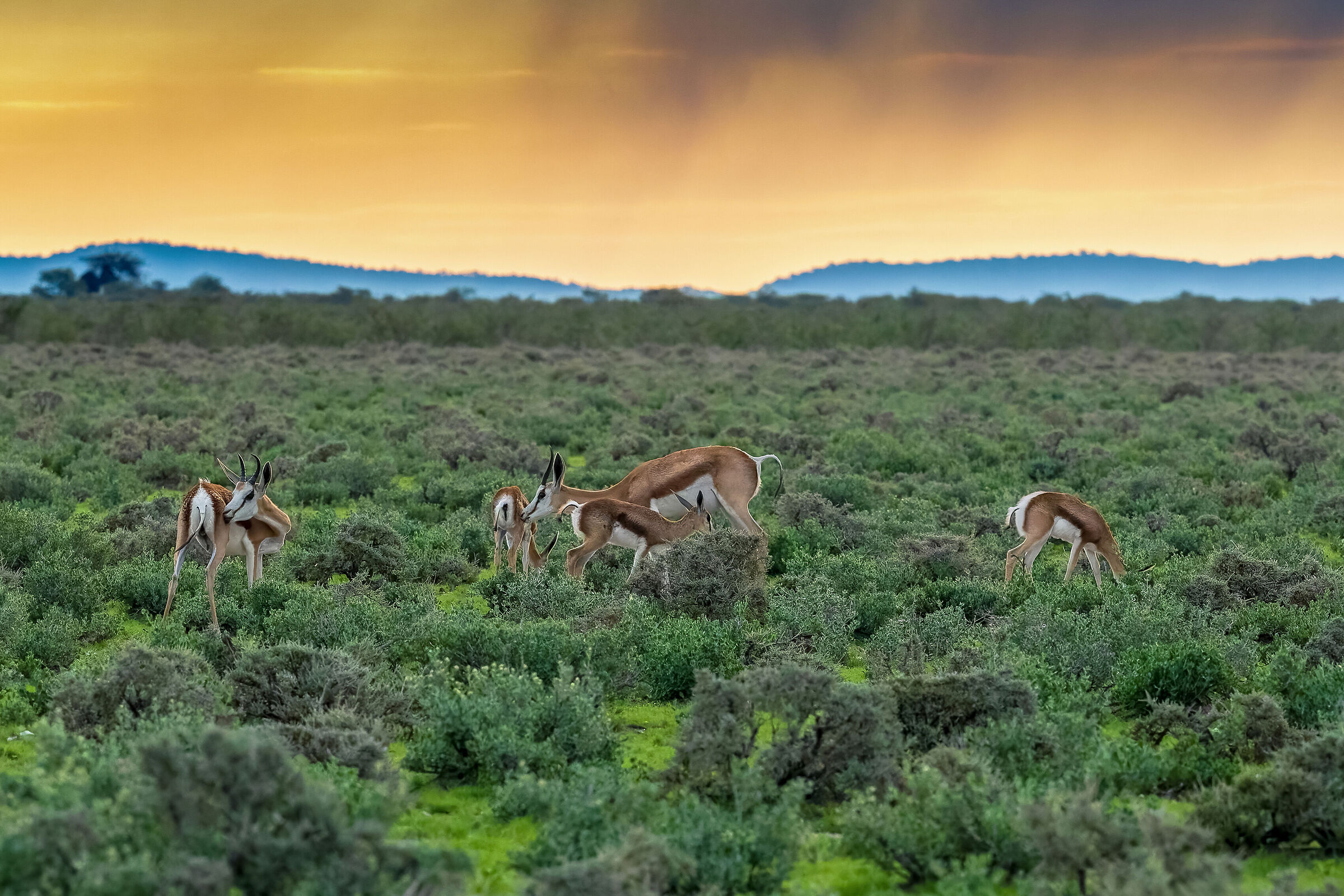 Sunrise in Etosha