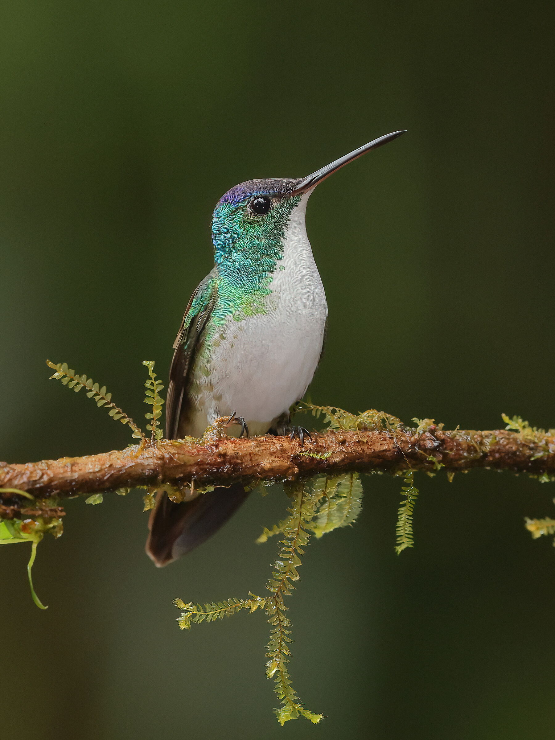 Andean emerald
