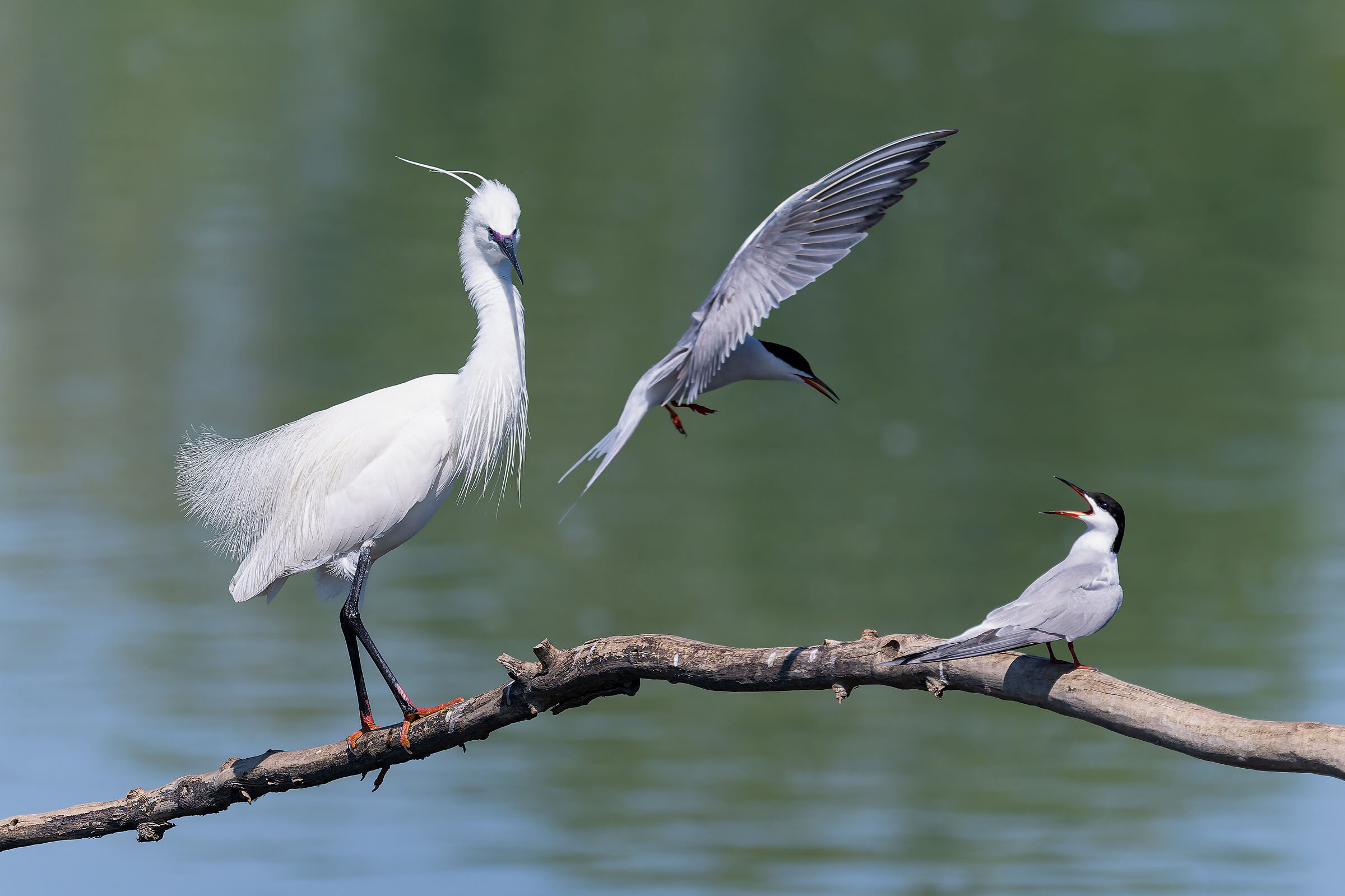 Garzetta e Sterne - Torino