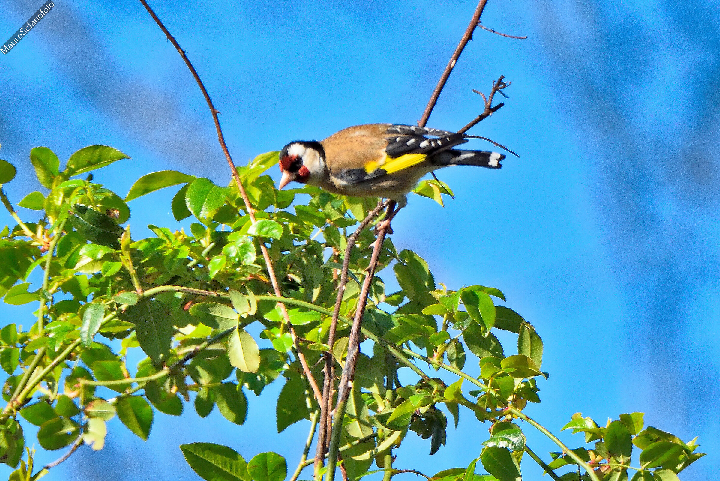 Goldfinch