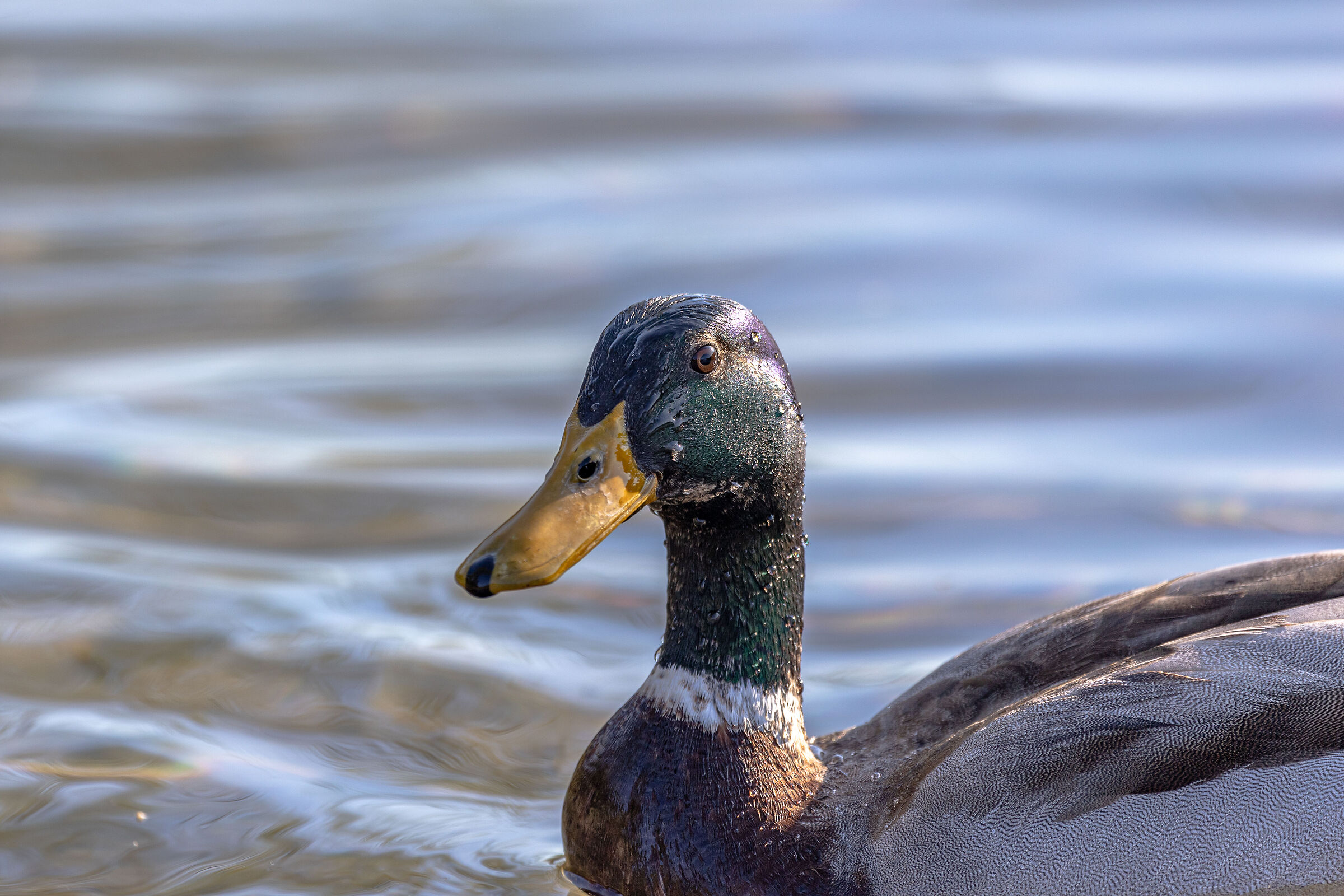 Mallard