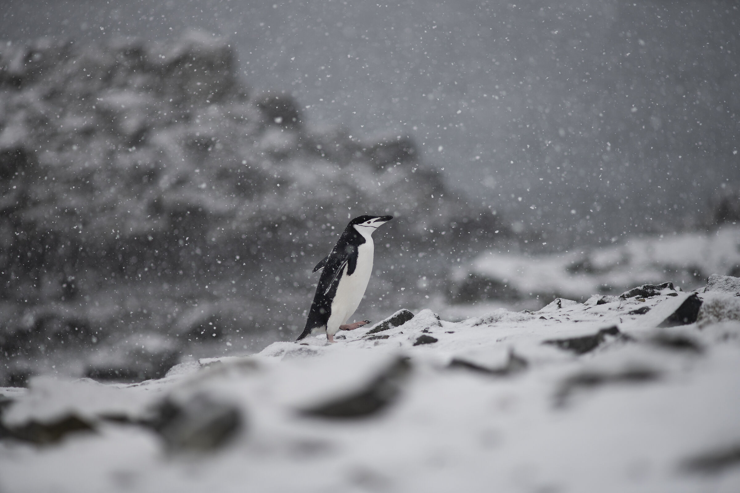 Sotto la neve