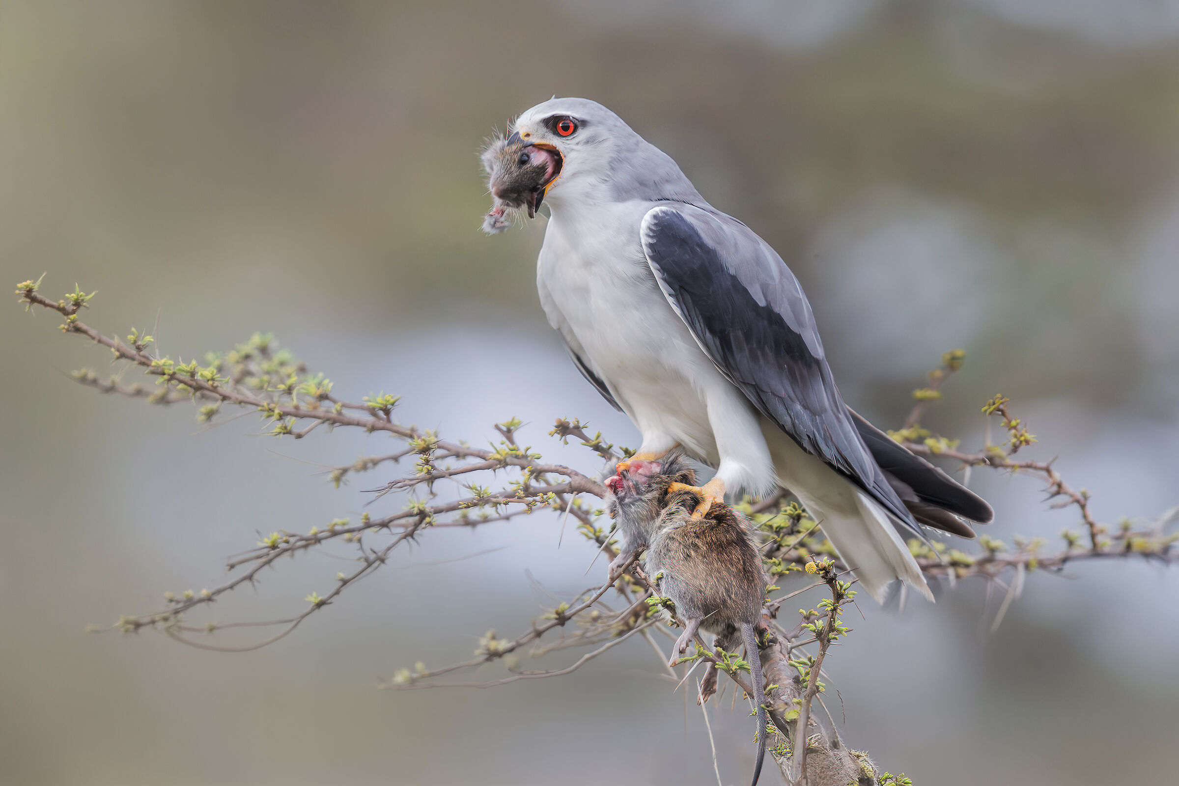 White kite with prey...